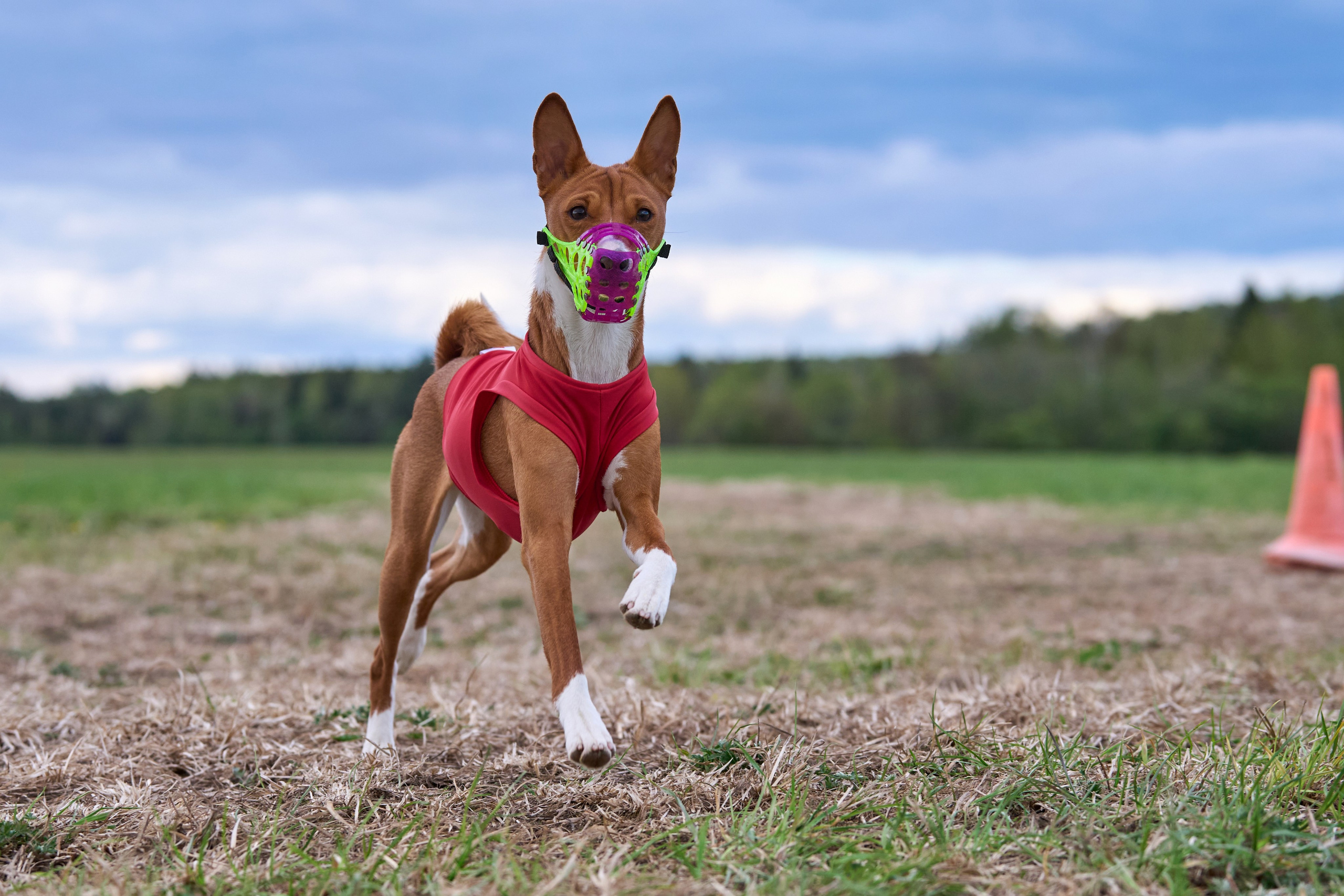 ПЧРКФ по курсингу. Фотограф-анималист Михаил Манухин