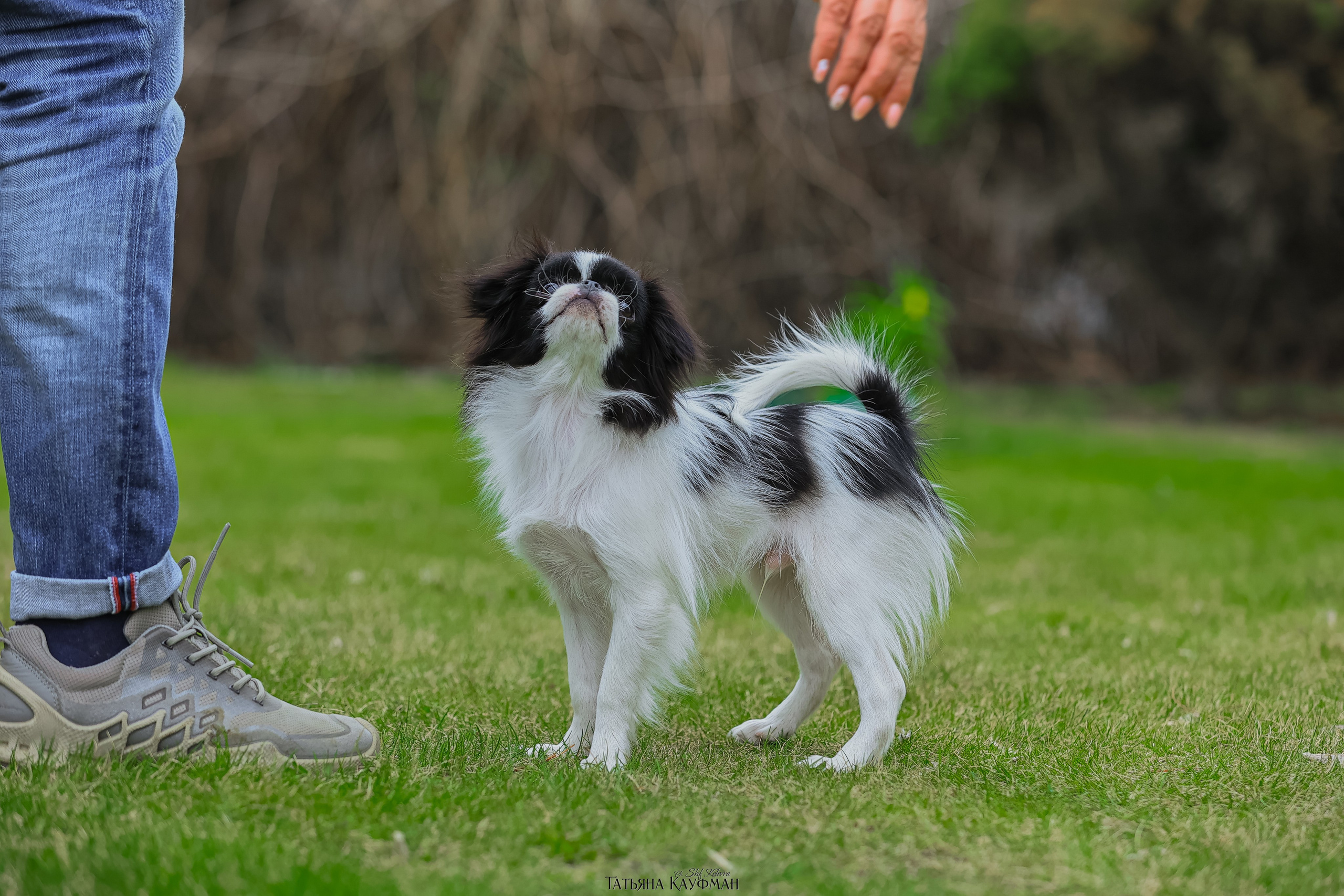 Японский хин, фотография японский хин, собака в цветах, красивая собака, фотограф анималист, фотокурс Анималистика, научиться фотографировать собак, фотограф Новосибирск