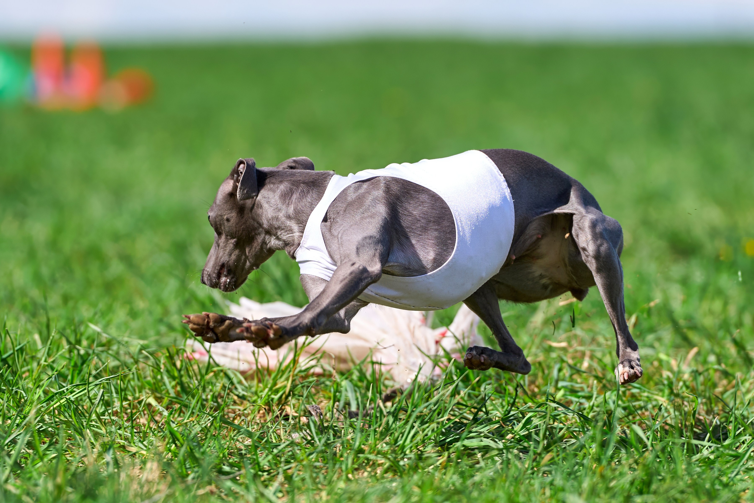 Тренировка по курсингу «на Ярославке». Фотограф-анималист Михаил Манухин