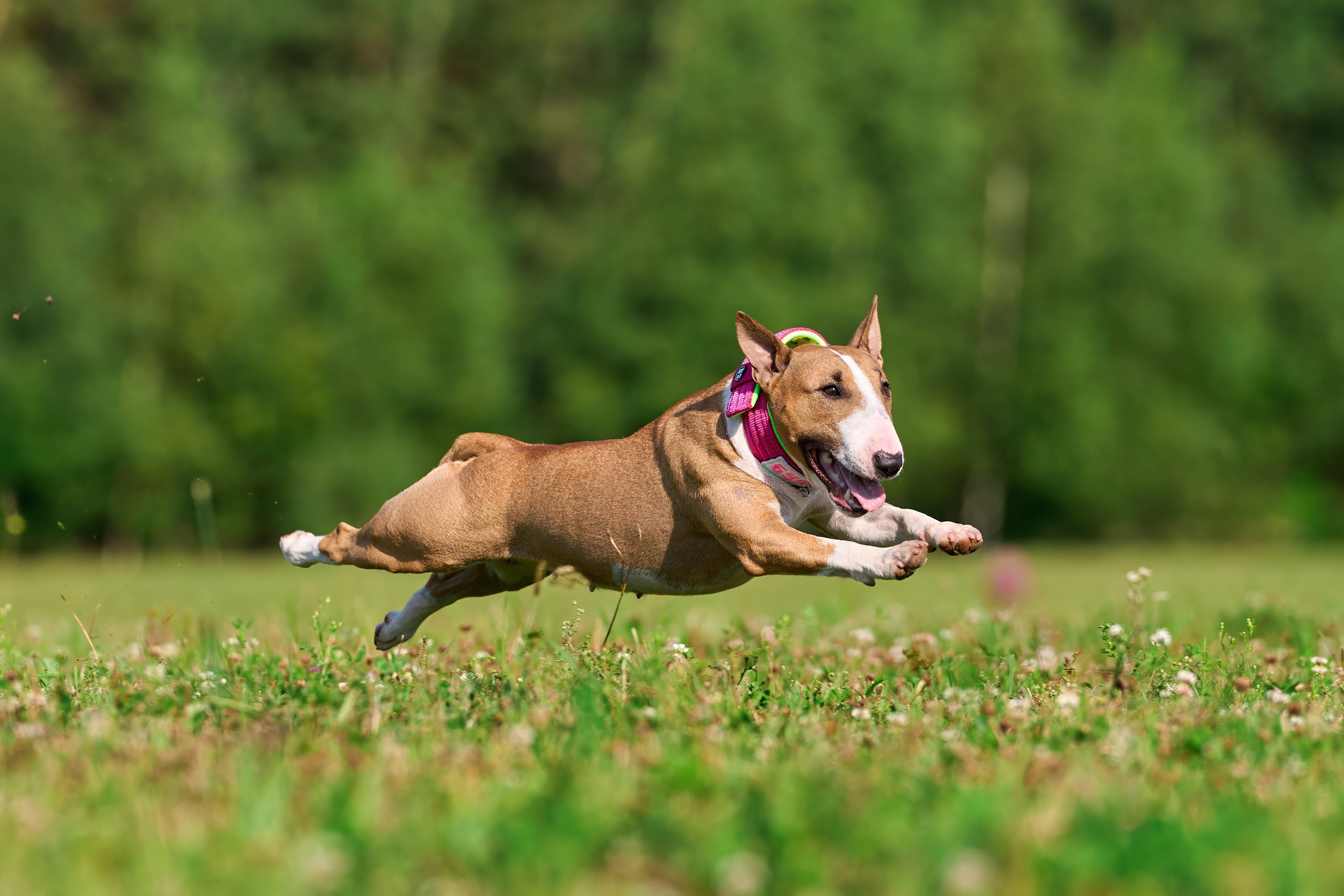 Тренировка в Донино. Фотограф-анималист Михаил Манухин