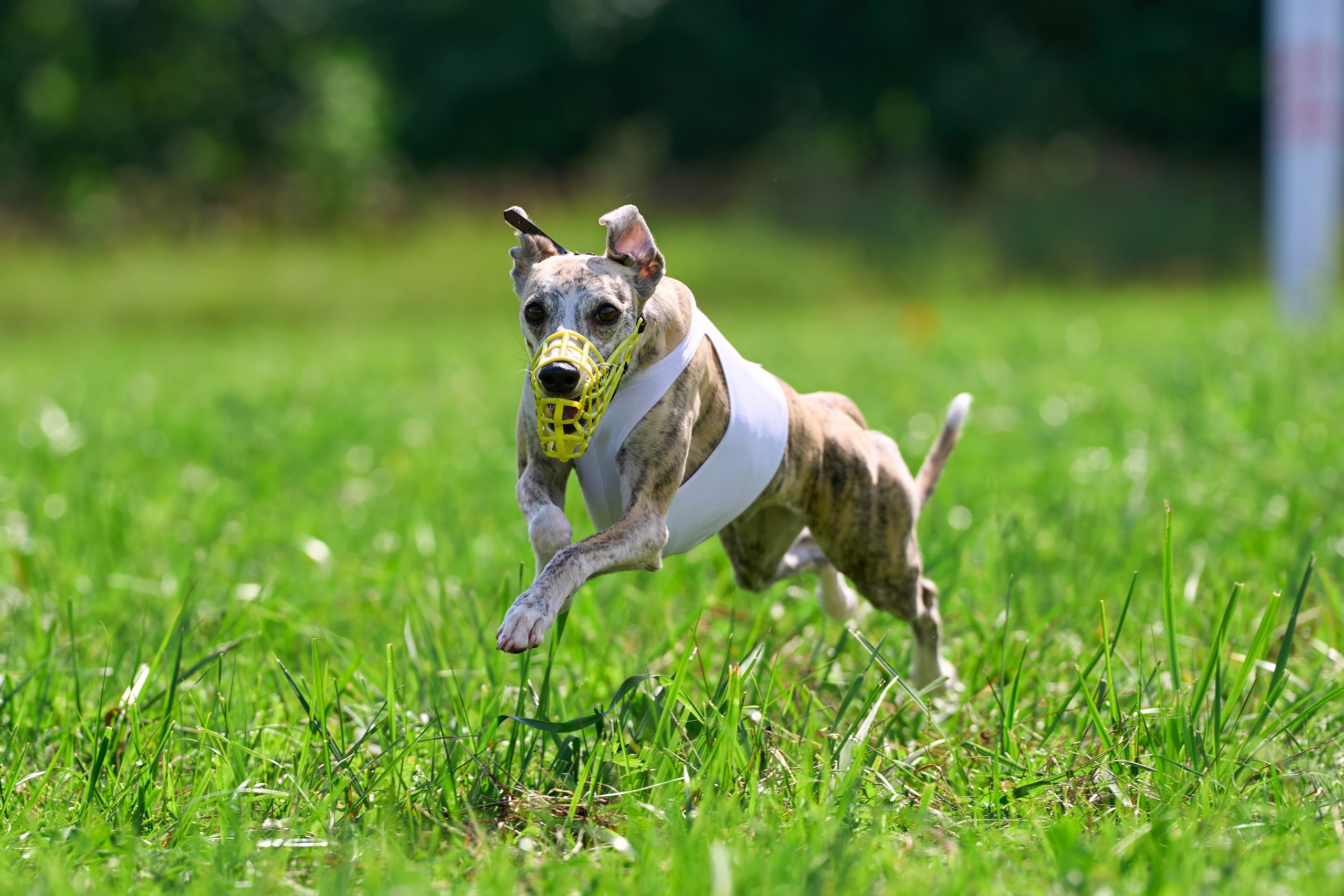 Тренировка в Донино. Фотограф-анималист Михаил Манухин