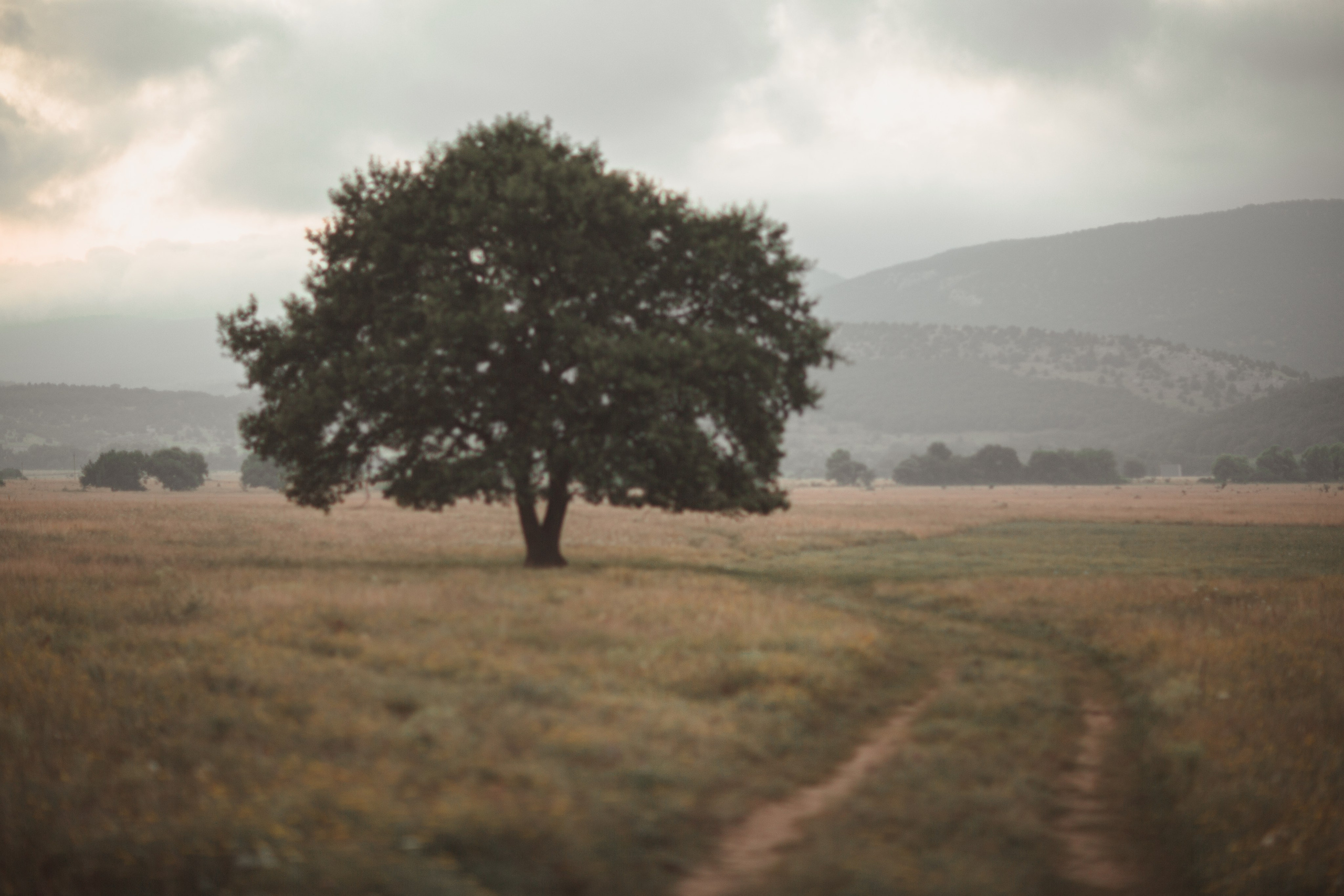 Свадебный, портретный, семейный фотограф. Севастополь, Ялта, Симферополь, Крым. Видеограф в Крыму на свадьбу