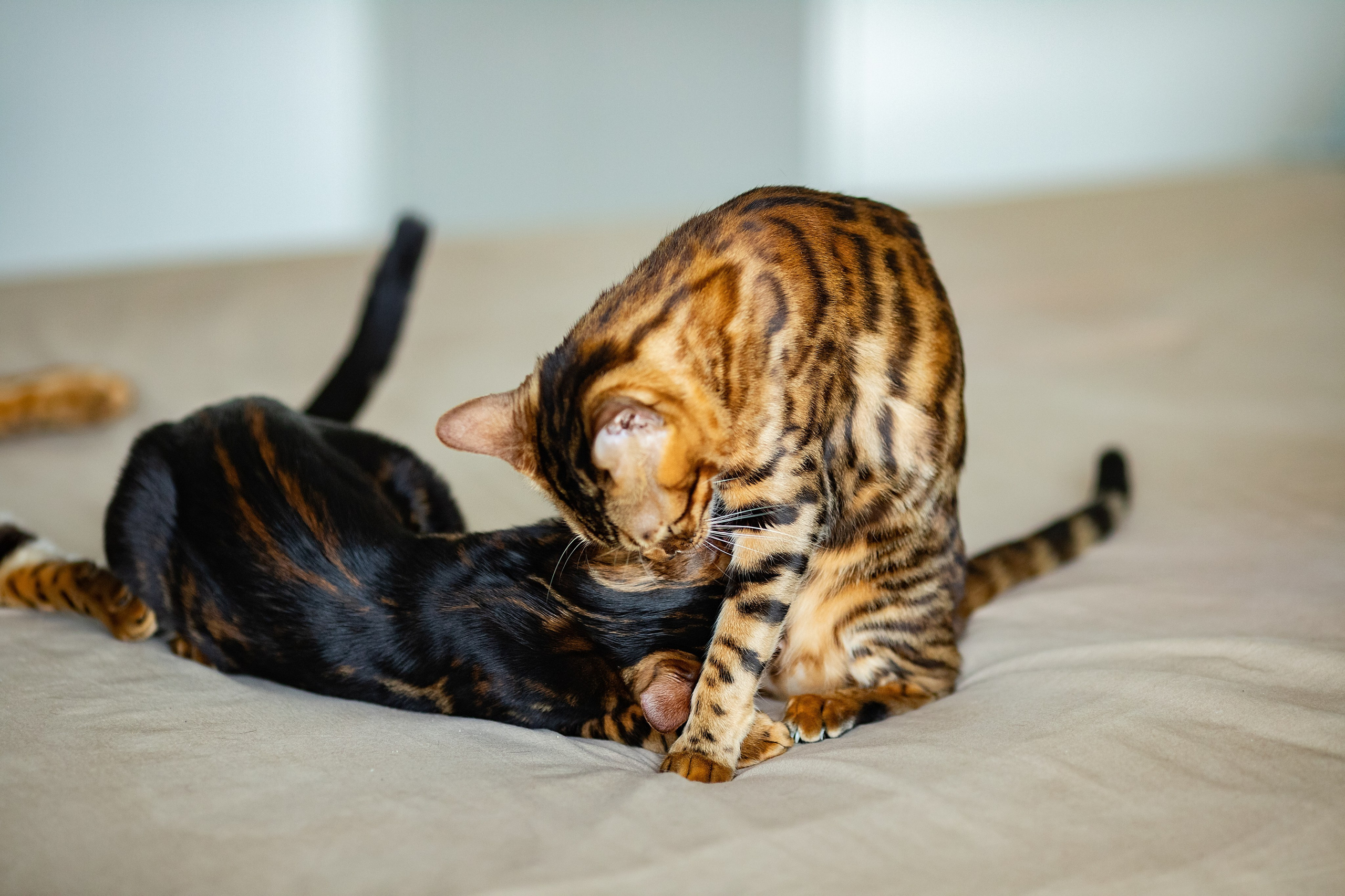 Питомник бенгальских кошек Минск | WCF Sunberry Bengal Cattery. Арт фотограф в Минске Анастасия Корбут