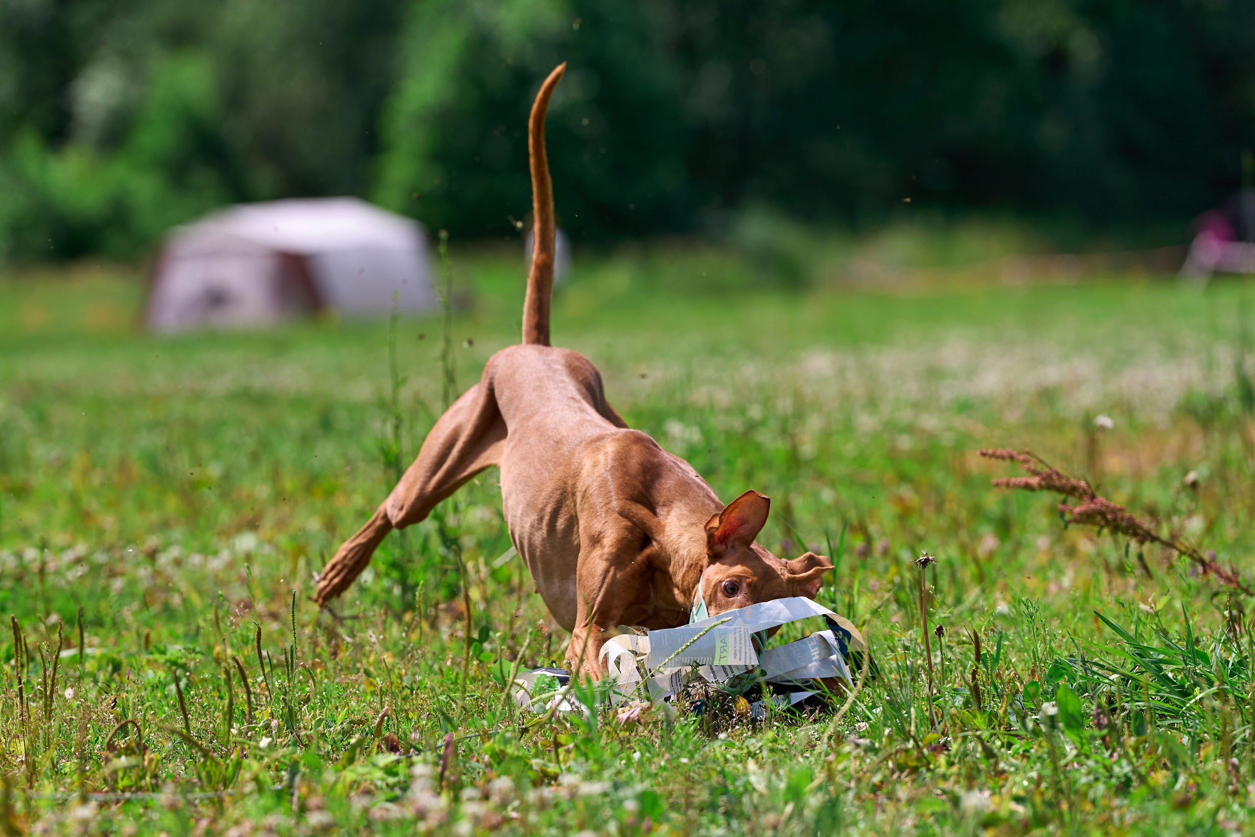 Тренировка по курсингу в Донино. Фотограф-анималист Михаил Манухин