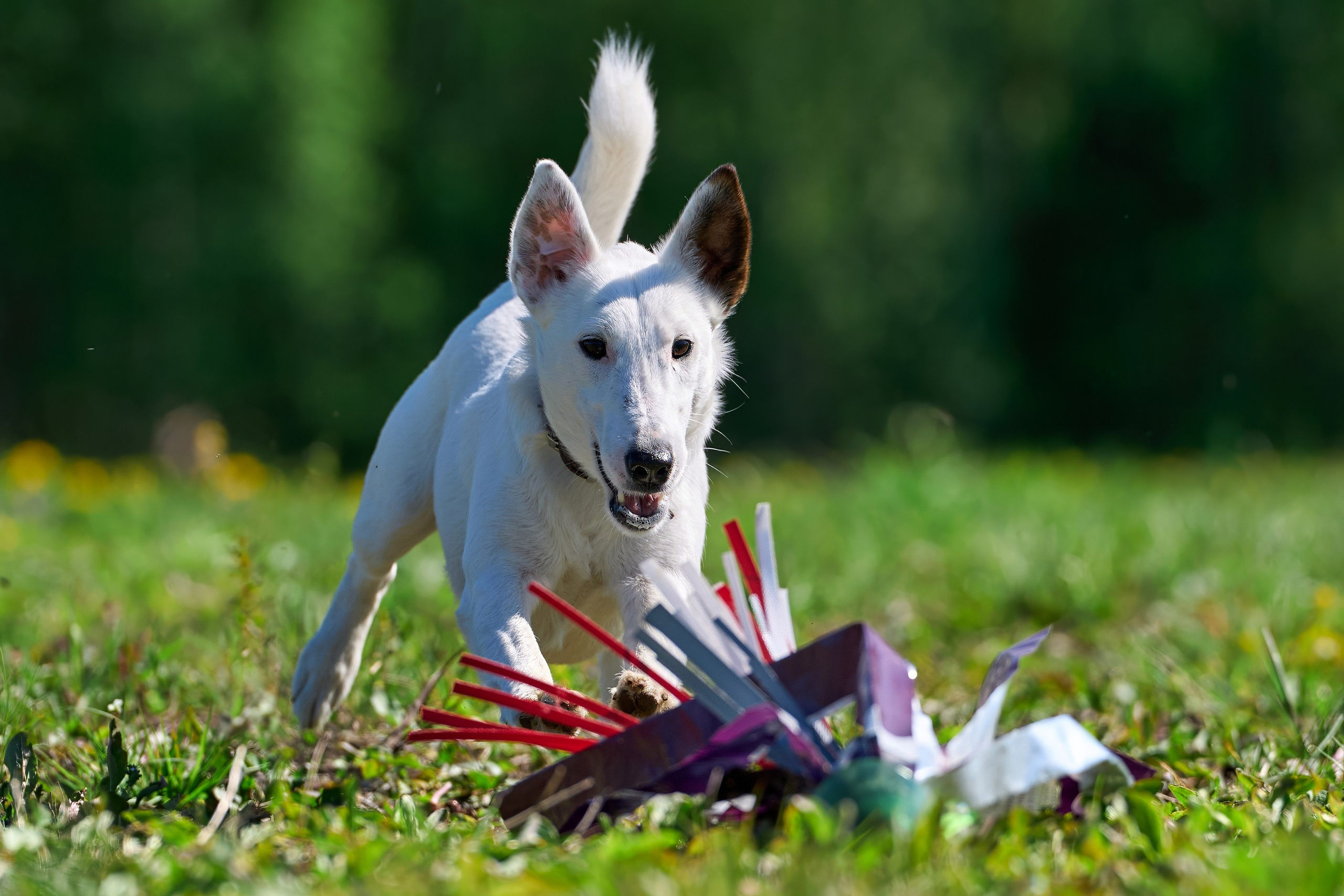 Квалификация по курсингу Донино. Фотограф-анималист Михаил Манухин