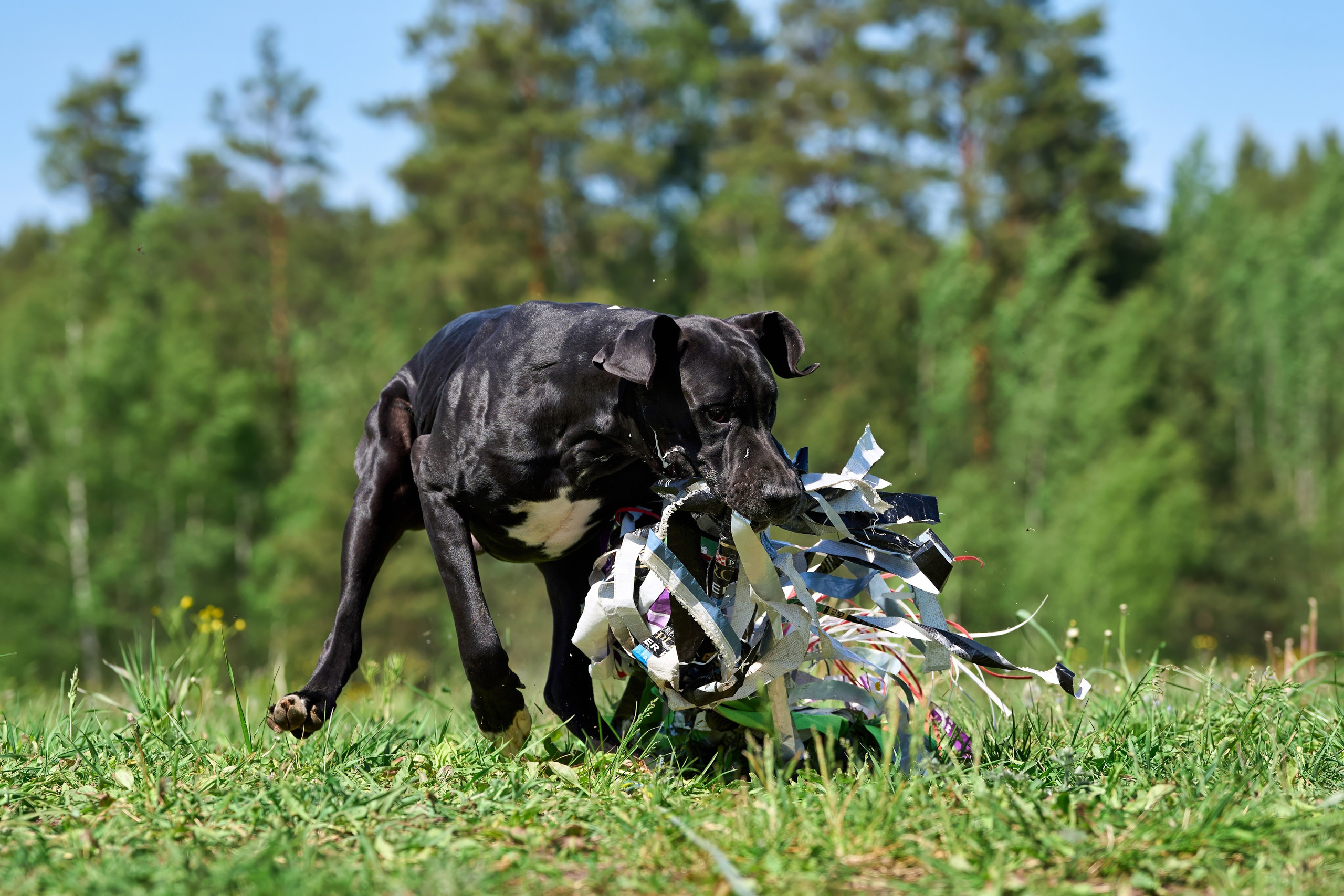 Тренировка по курсингу Донино. Фотограф-анималист Михаил Манухин