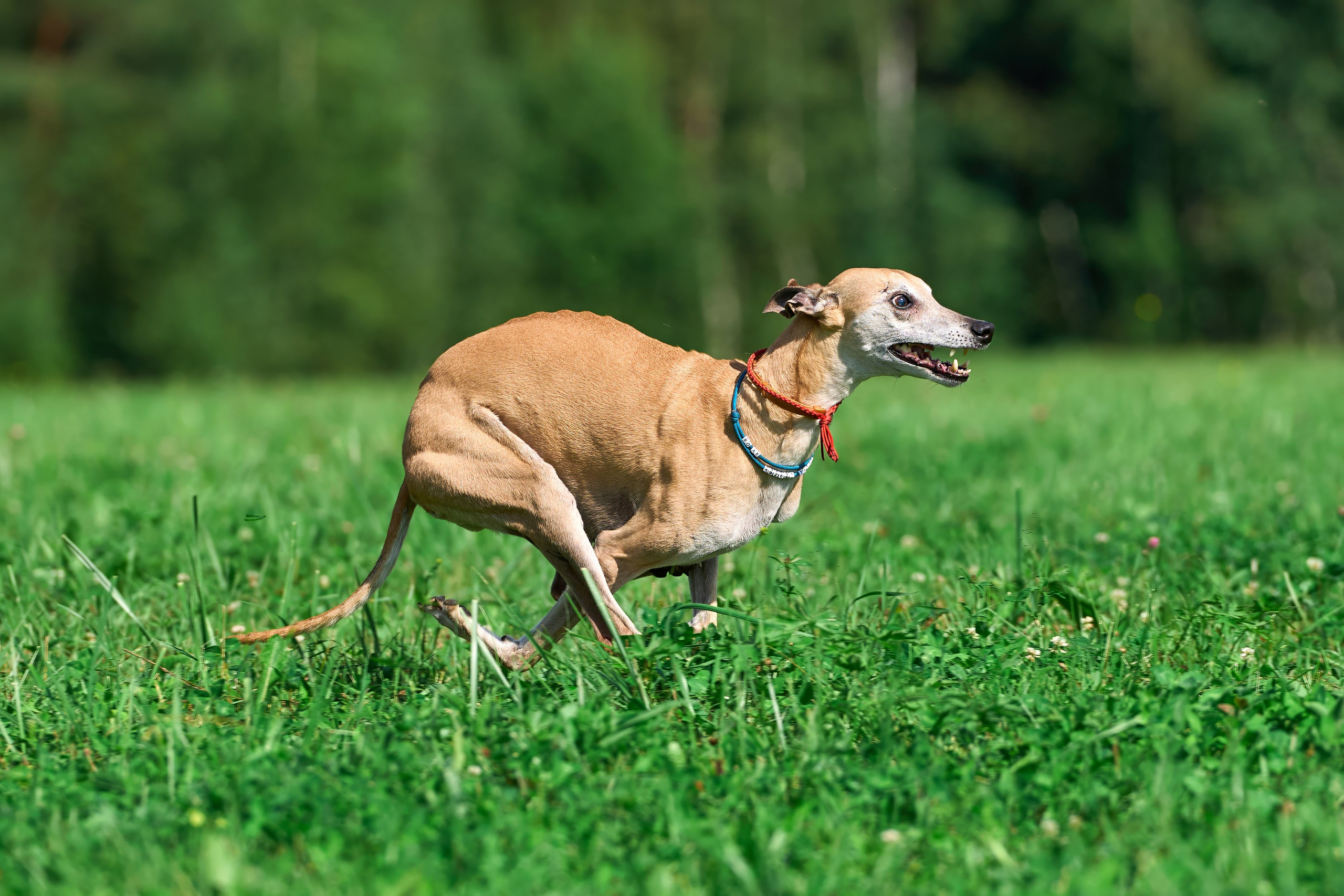 Тренировка в Донино. Фотограф-анималист Михаил Манухин