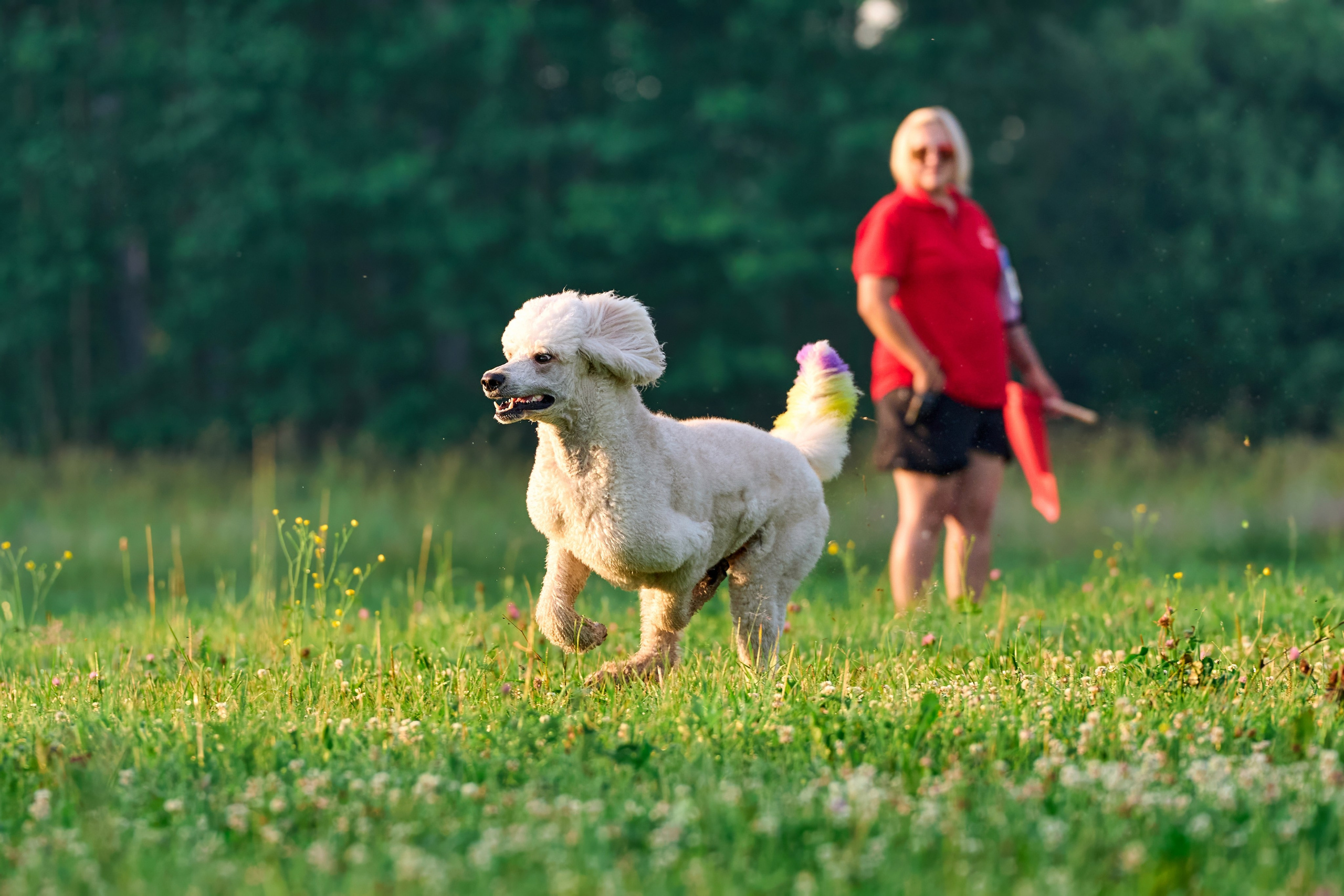 Тренировка по курсингу Донино. Фотограф-анималист Михаил Манухин