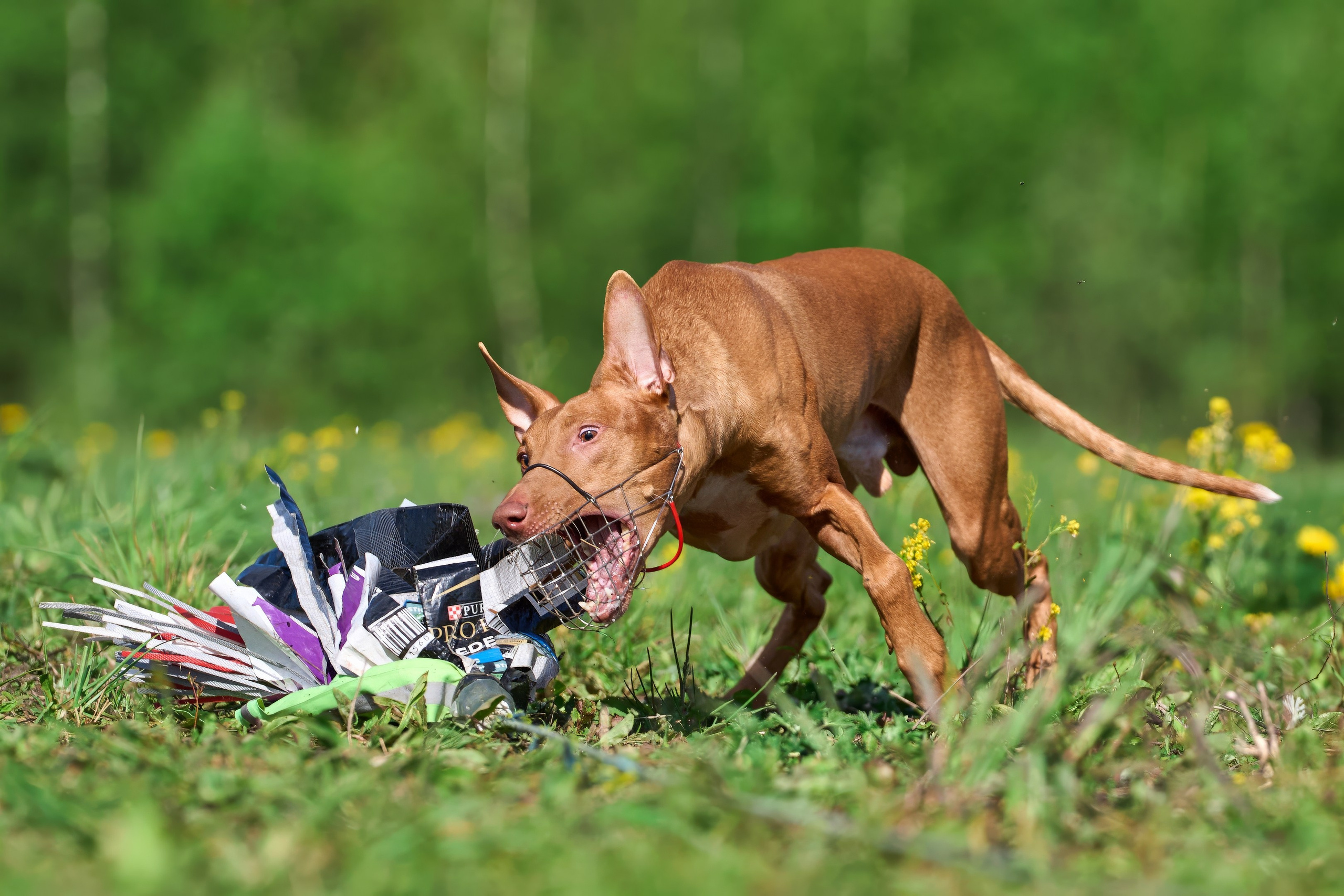 Квалификация по курсингу Донино. Фотограф-анималист Михаил Манухин