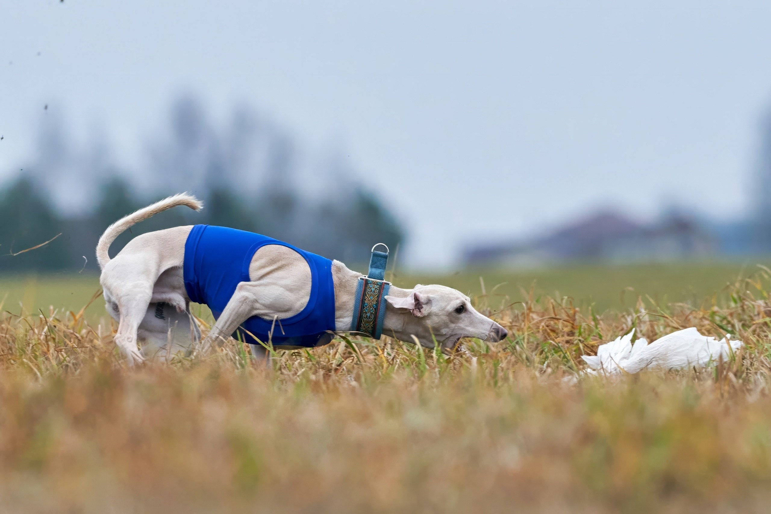 Состязания свор «Тройки». Фотограф-анималист Михаил Манухин