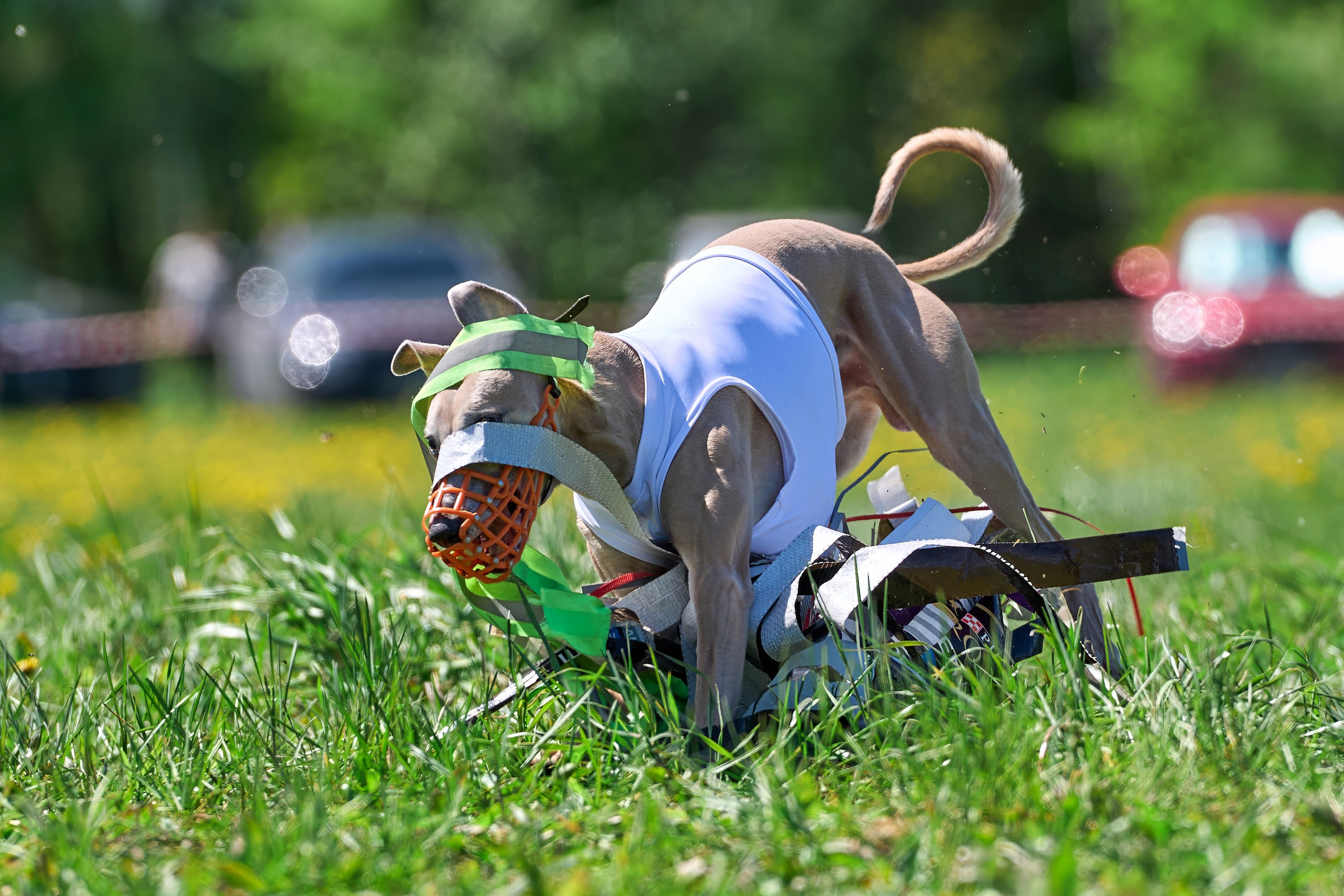 Квалификация по курсингу Донино. Фотограф-анималист Михаил Манухин