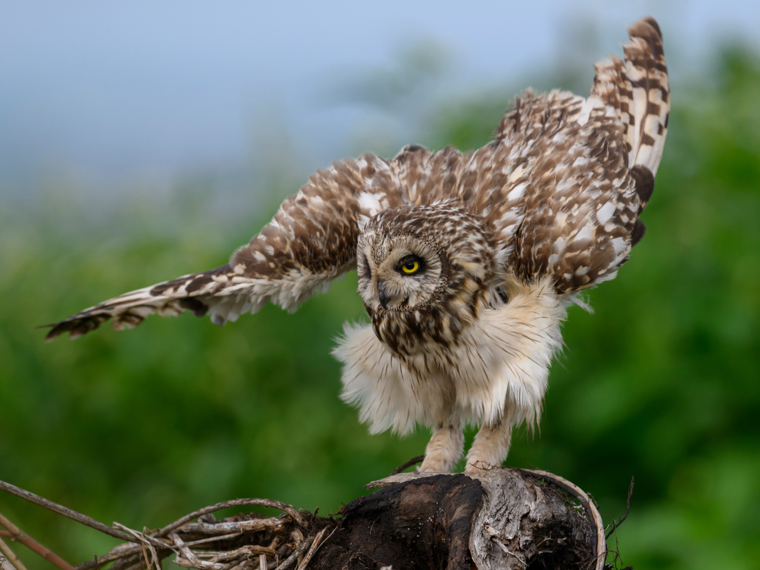 Храбрый совенок | Brave owlet. Фотограф Сергей Пупонин