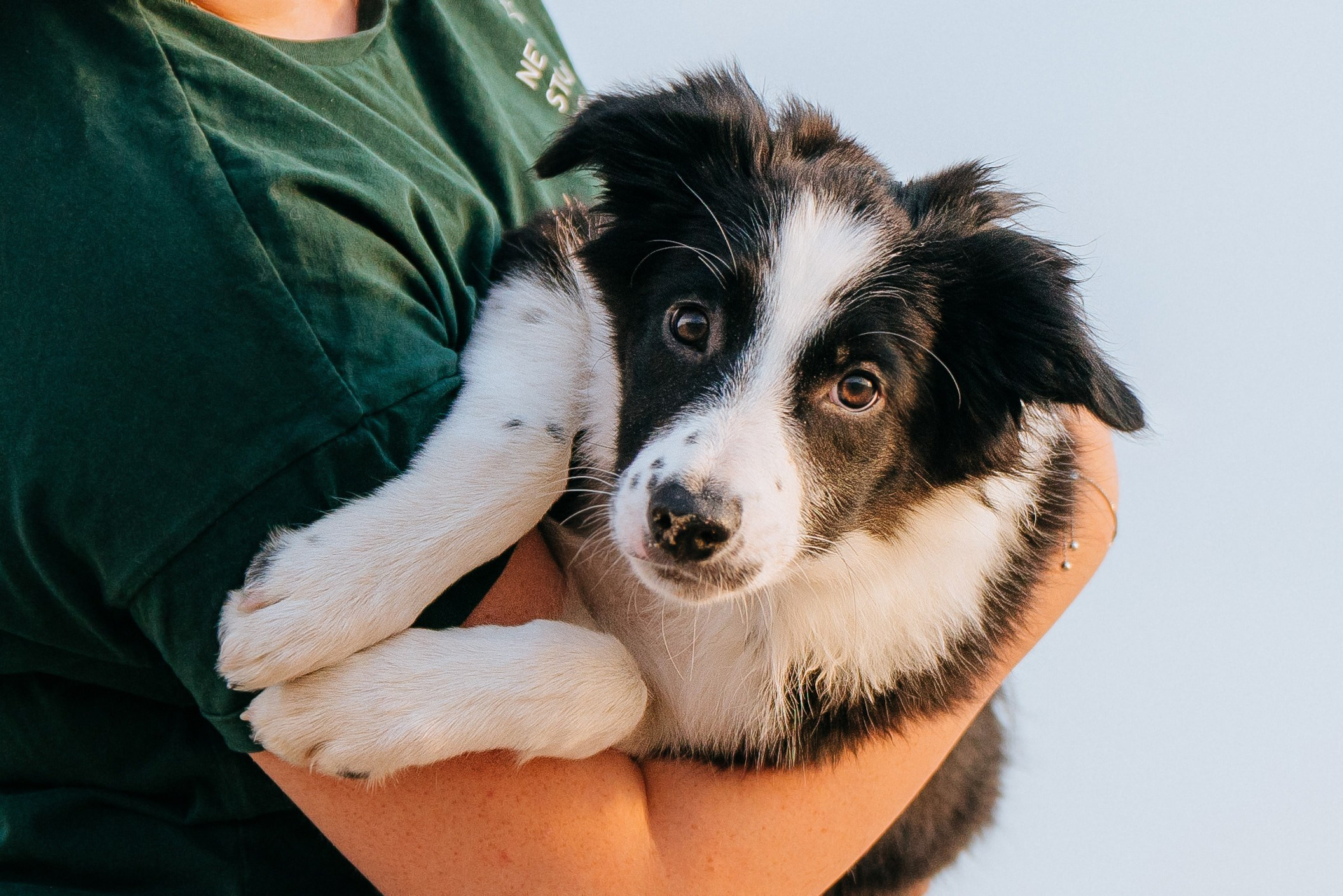 Фотосессия со щенками колли. Фотограф анималист в Спб недорого Олеся Майорова