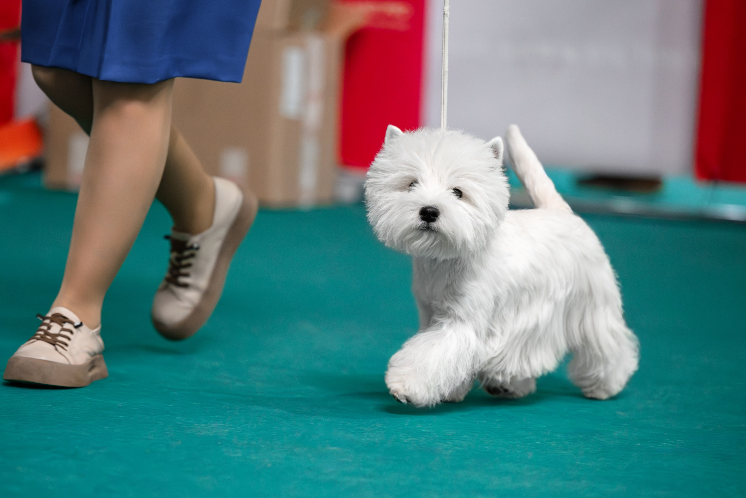 Щенки 14.01.2025. Питомник собак породы вест хайленд вайт терьер в Москве
