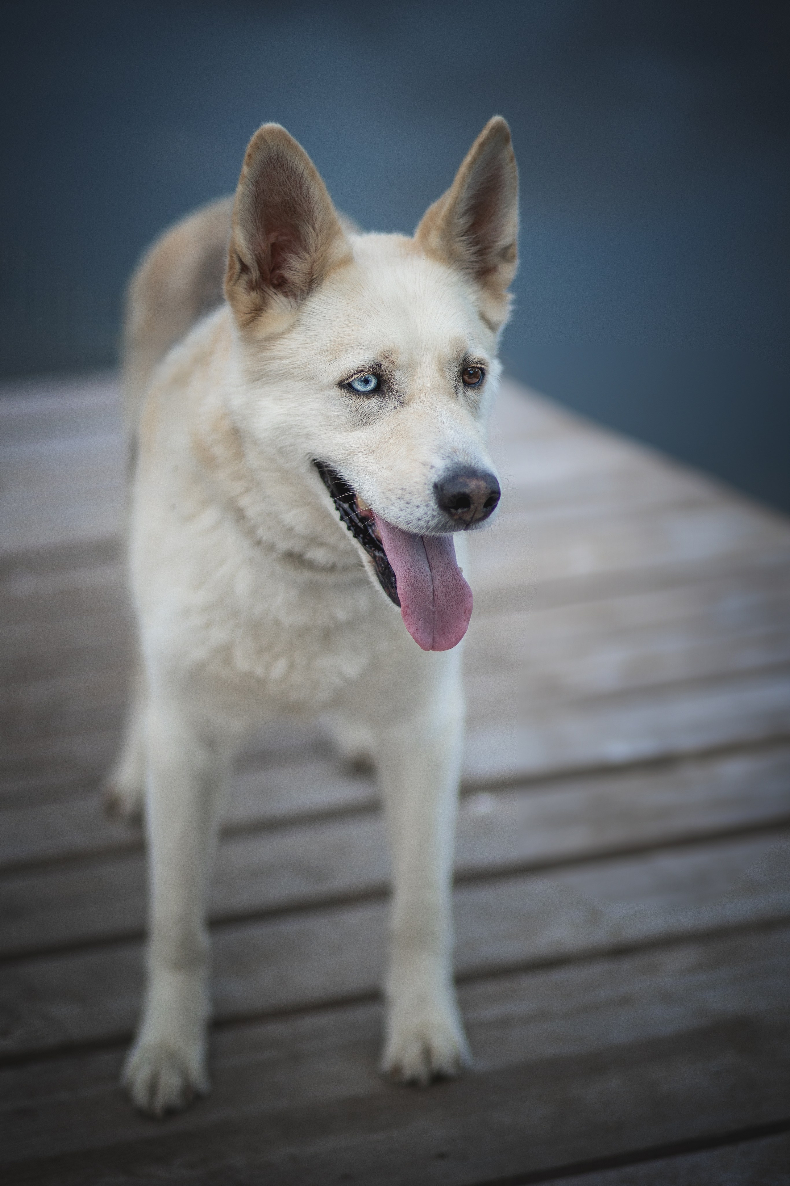 ИЩУТ ДОМ. Фотограф-анималист в Москве и Подмосковье