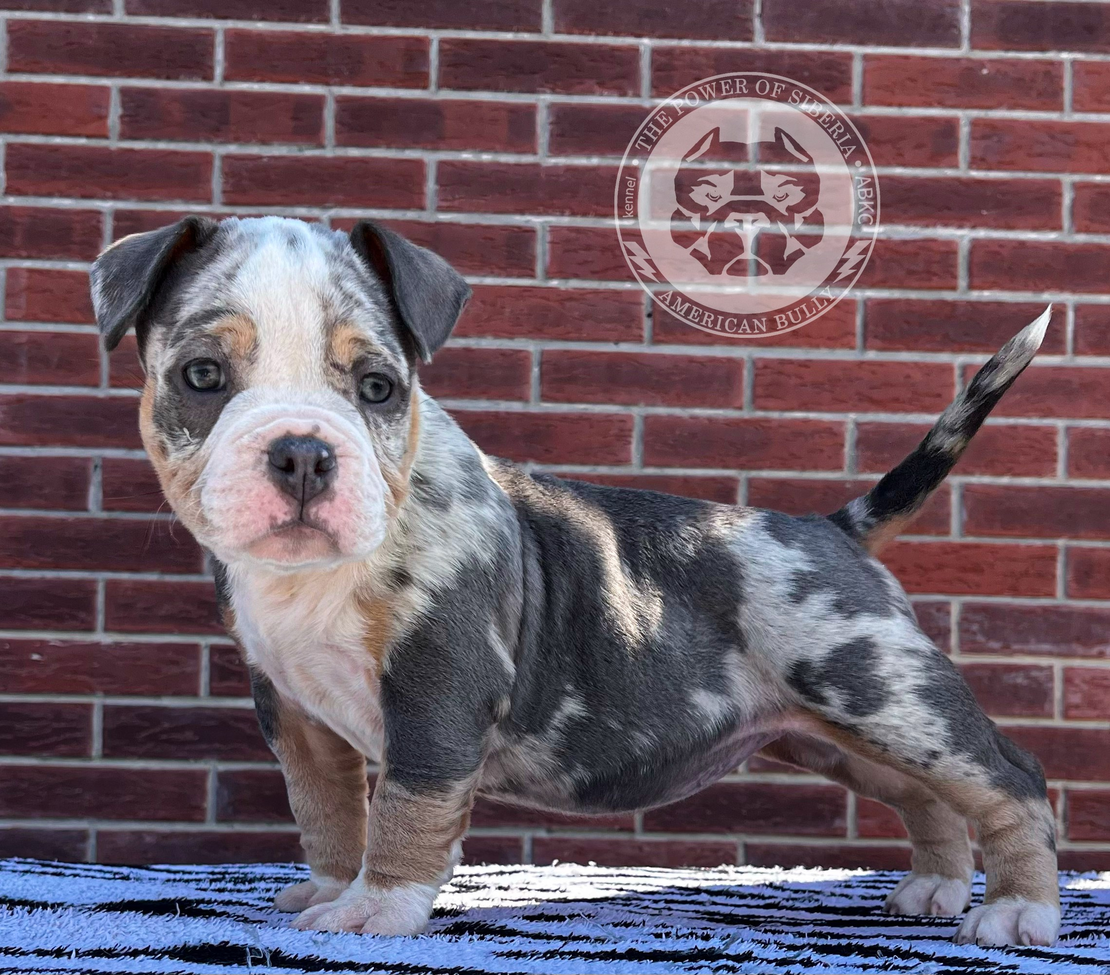 Помет Каспер и Асти. 13.04.25. Американский Булли в г. Ростов-на-Дону. Питомник THE POWER OF SIBERIA