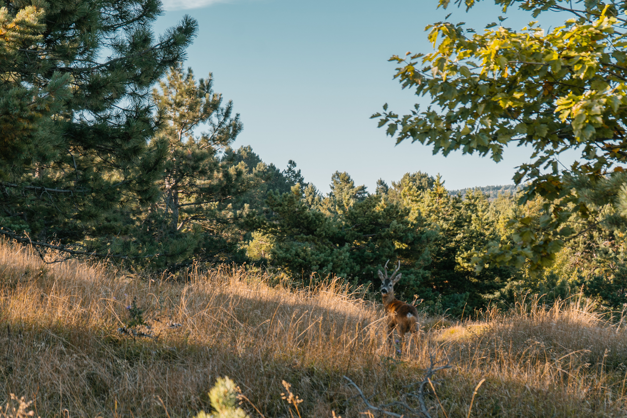 Заповедный Крым. Фотограф в Санкт-Петербурге — Лучина Екатерина