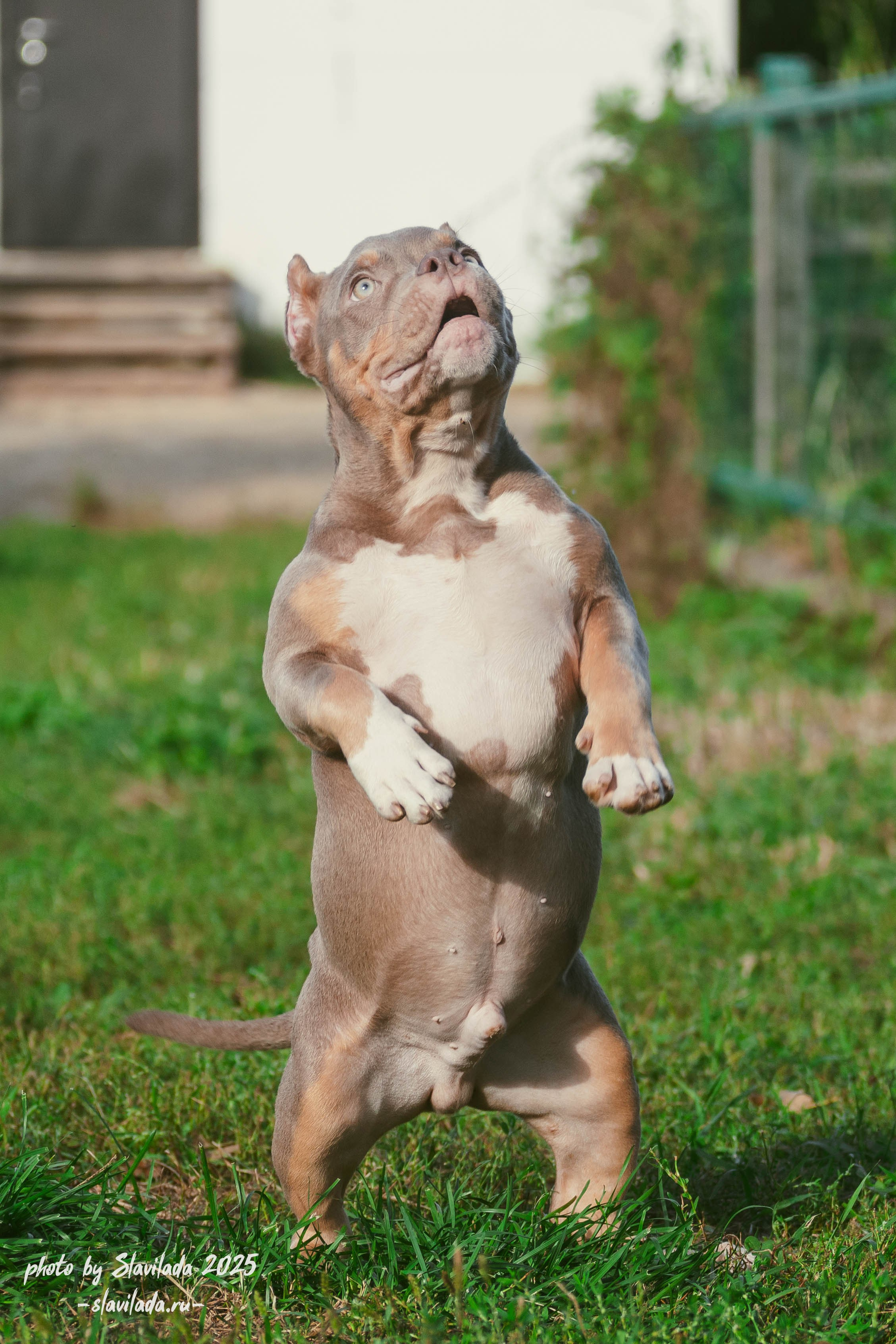 Американский булли. Slavilada-Лапки. Свет. Любовь… Профессиональная фотосессия питомцев Для памяти, пристройства и продажи. Хабаровск