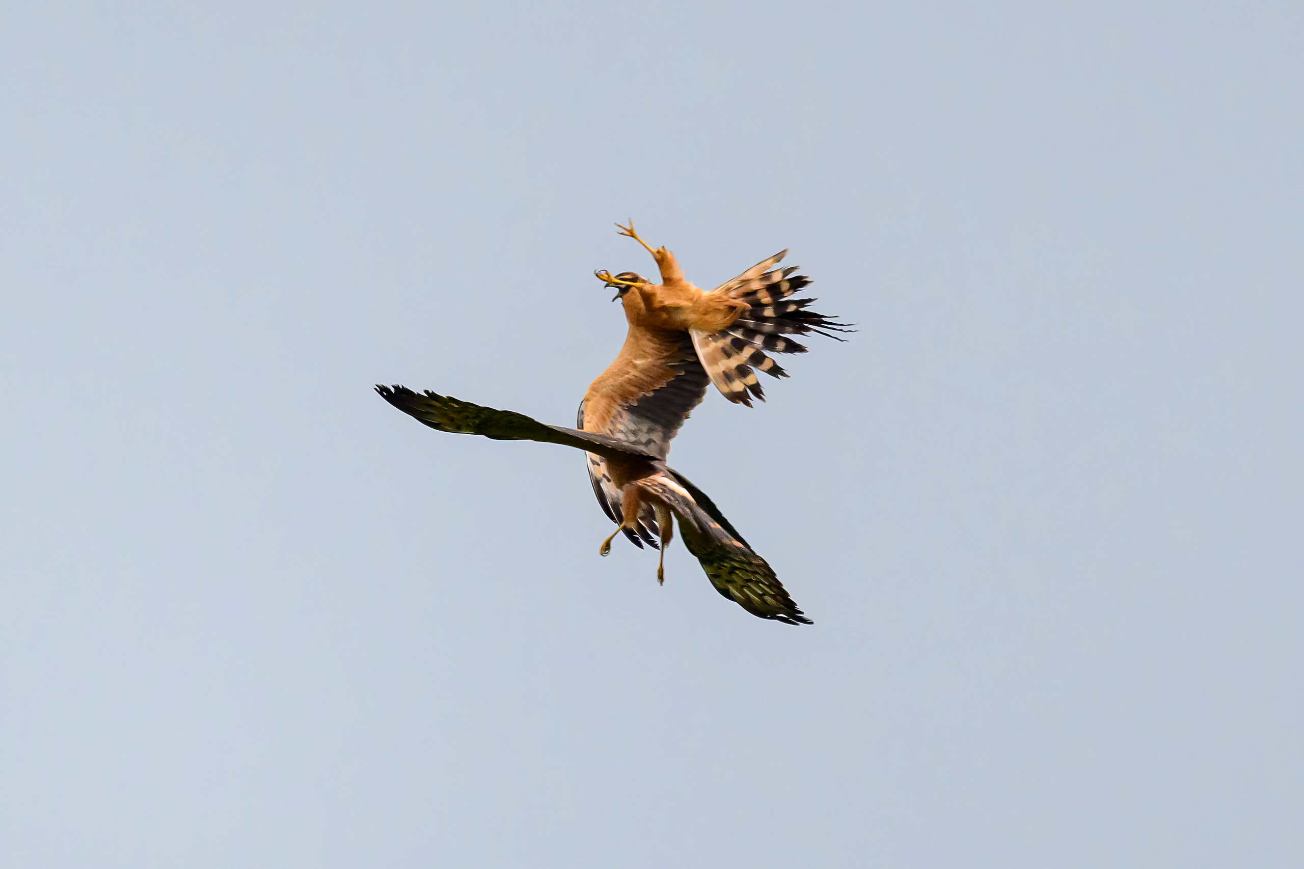 Журавли опять мимо. The cranes are passing by again. Фотограф Сергей Пупонин