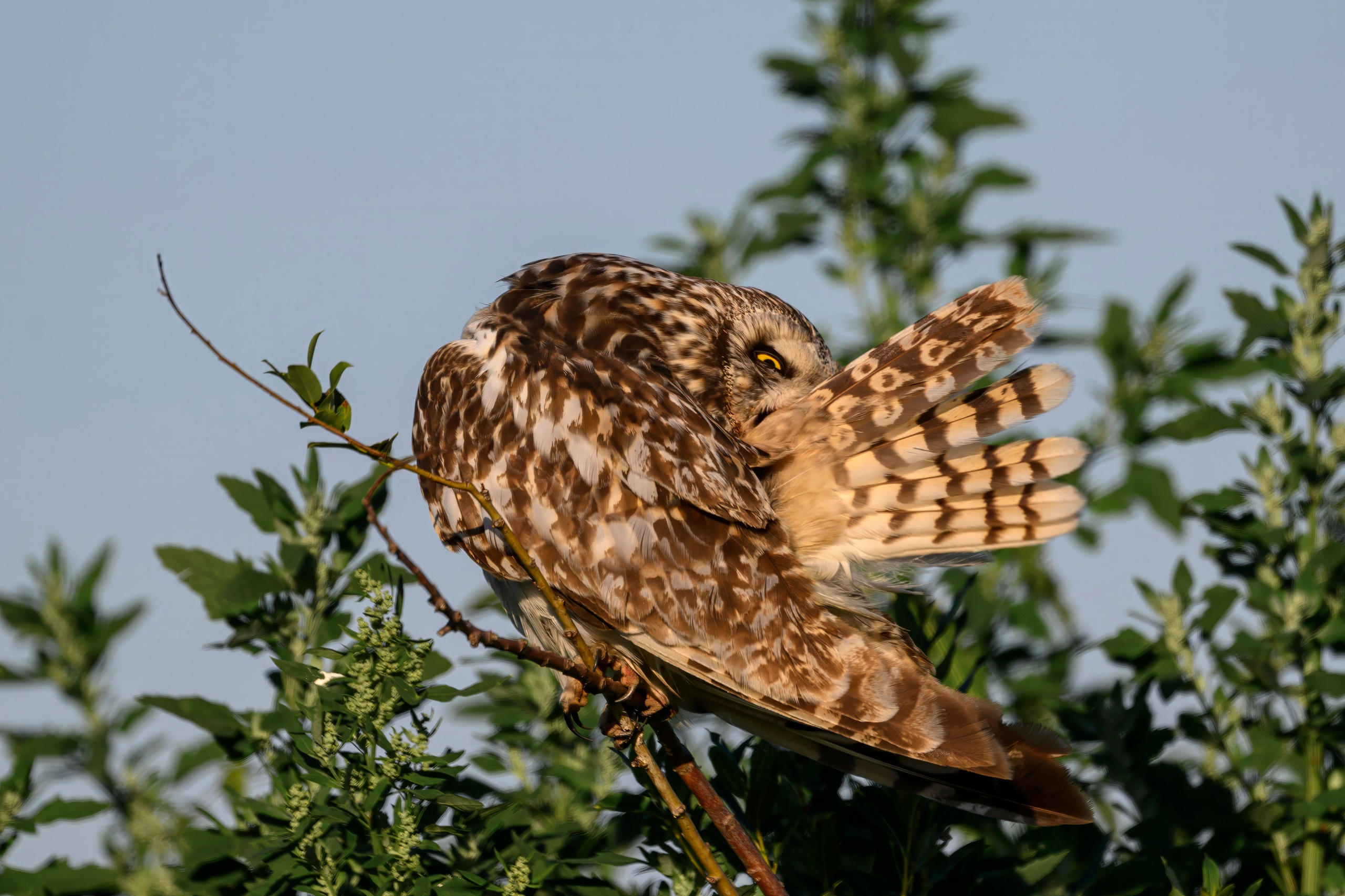 Утренний моцион совы. Owl's morning routine. Wildlife photography by Sergey Puponin