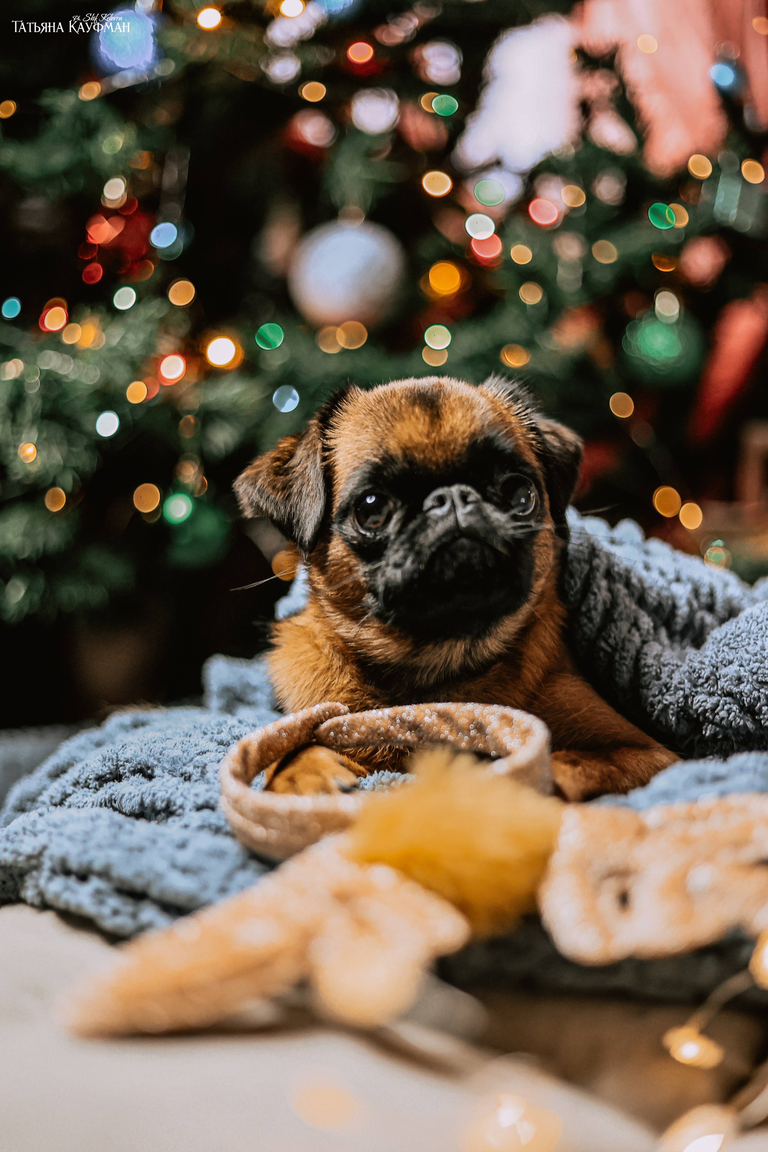 Малый брабансон, фотография брабансон, красивая собака, фотограф анималист, фотокурс Анималистика, научиться фотографировать собак, фотограф Новосибирск