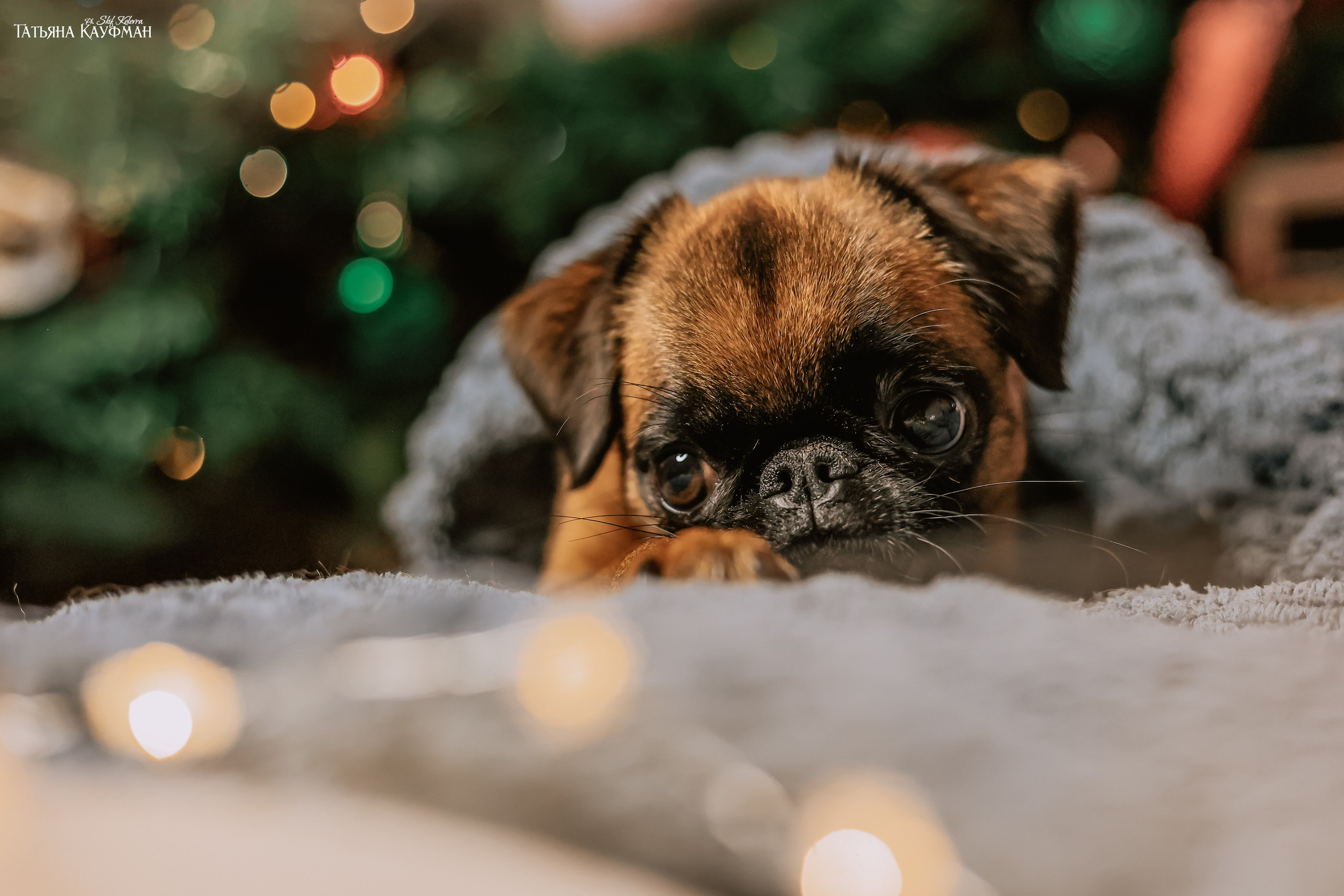 Малый брабансон, фотография брабансон, красивая собака, фотограф анималист, фотокурс Анималистика, научиться фотографировать собак, фотограф Новосибирск