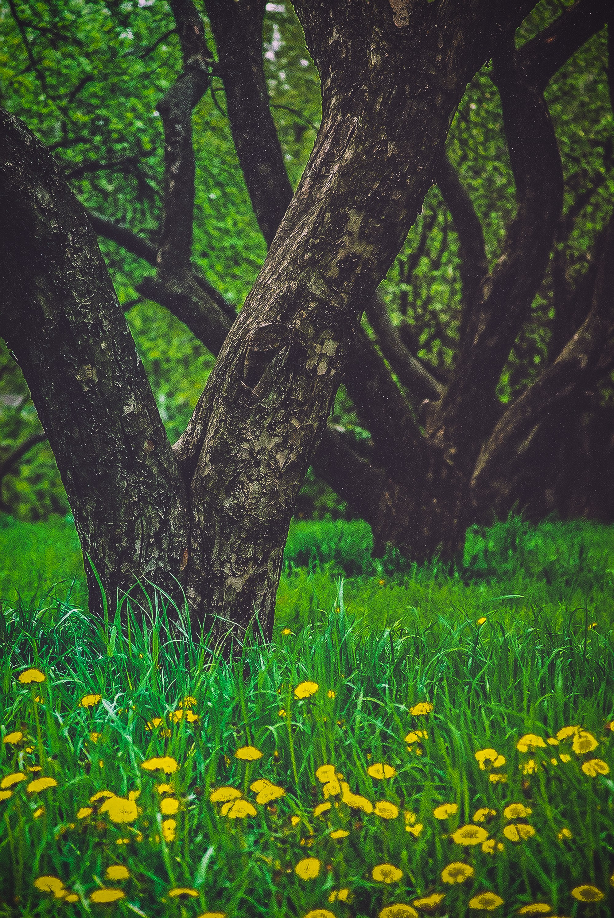 Снимки из прошлого. Фотограф в Москве, Георгий Бучукури