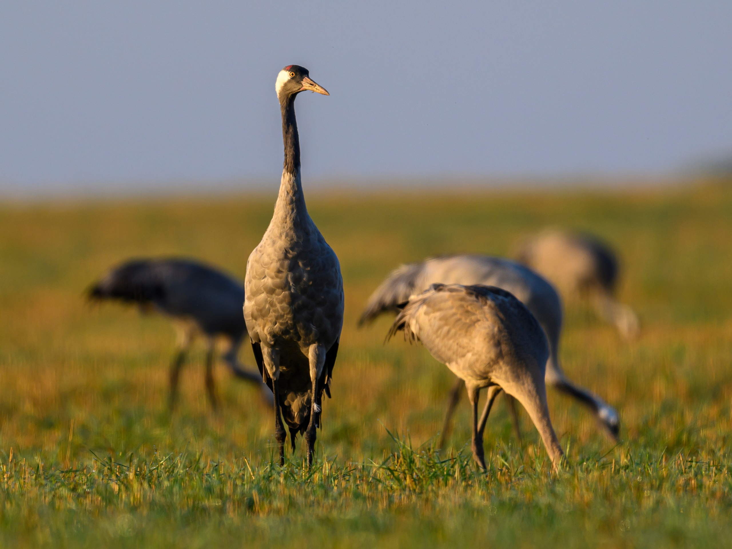 Танцы журавлей. Dances of the Cranes. Фотограф Сергей Пупонин