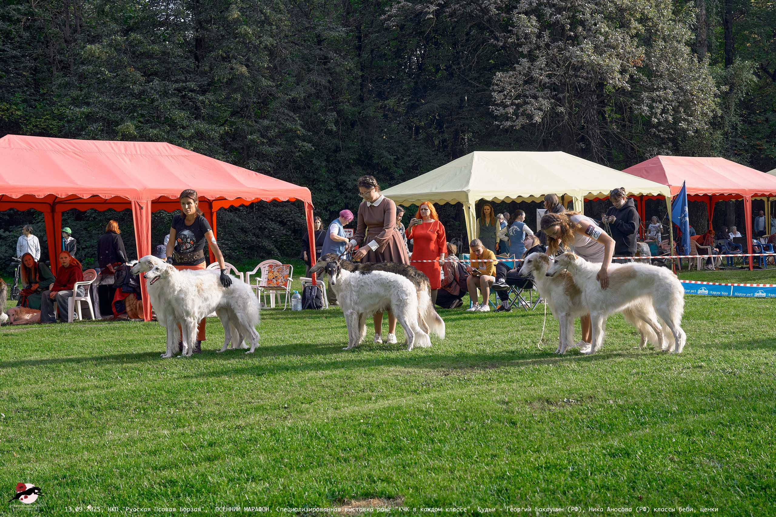 ОСЕННИЙ МАРАФОН | Специализированная выставка породы Русская Псовая Борзая ранг "КЧК в каждом классе"