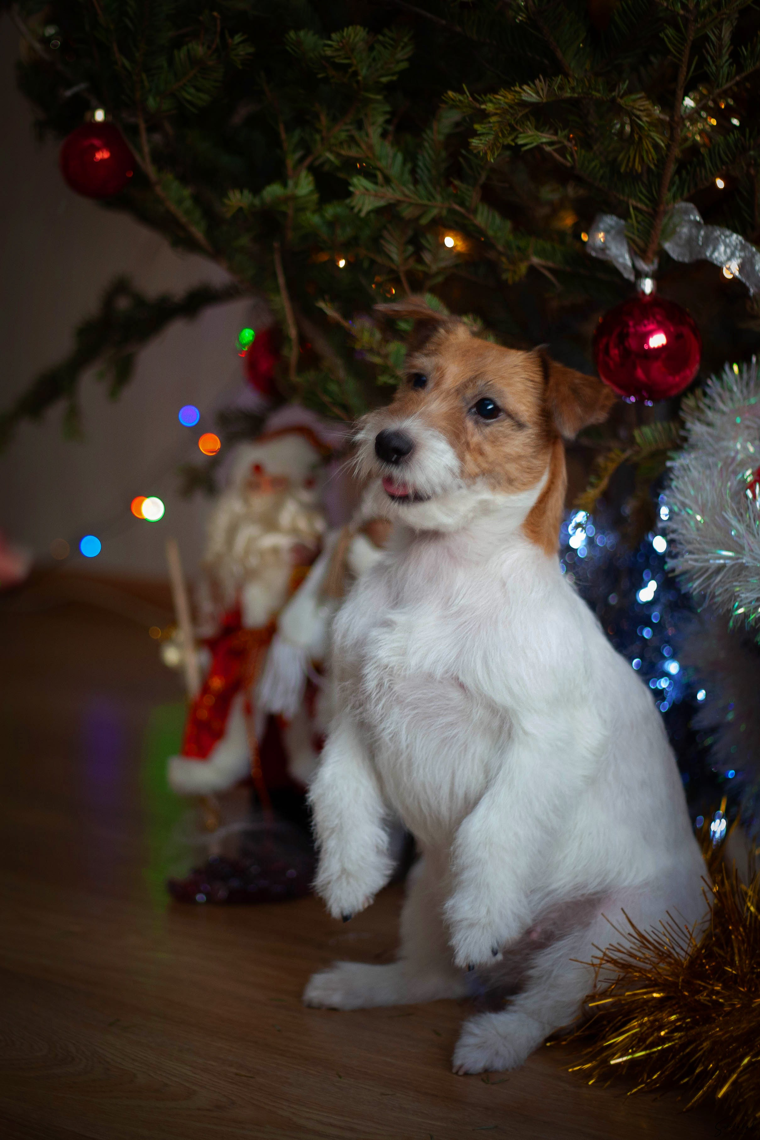 Собаки в домашних условиях. Slavilada-Лапки. Свет. Любовь… Профессиональная фотосессия питомцев Для памяти, пристройства и продажи. Хабаровск