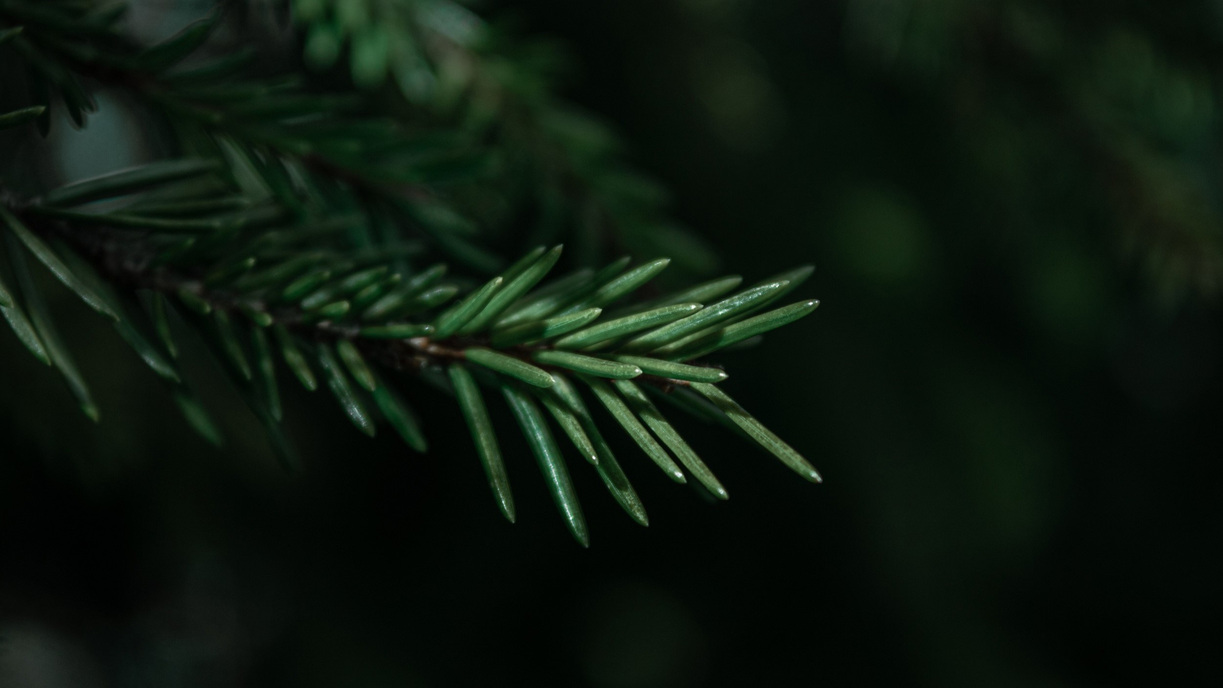 Фотограф Владивосток Такамацу Мия