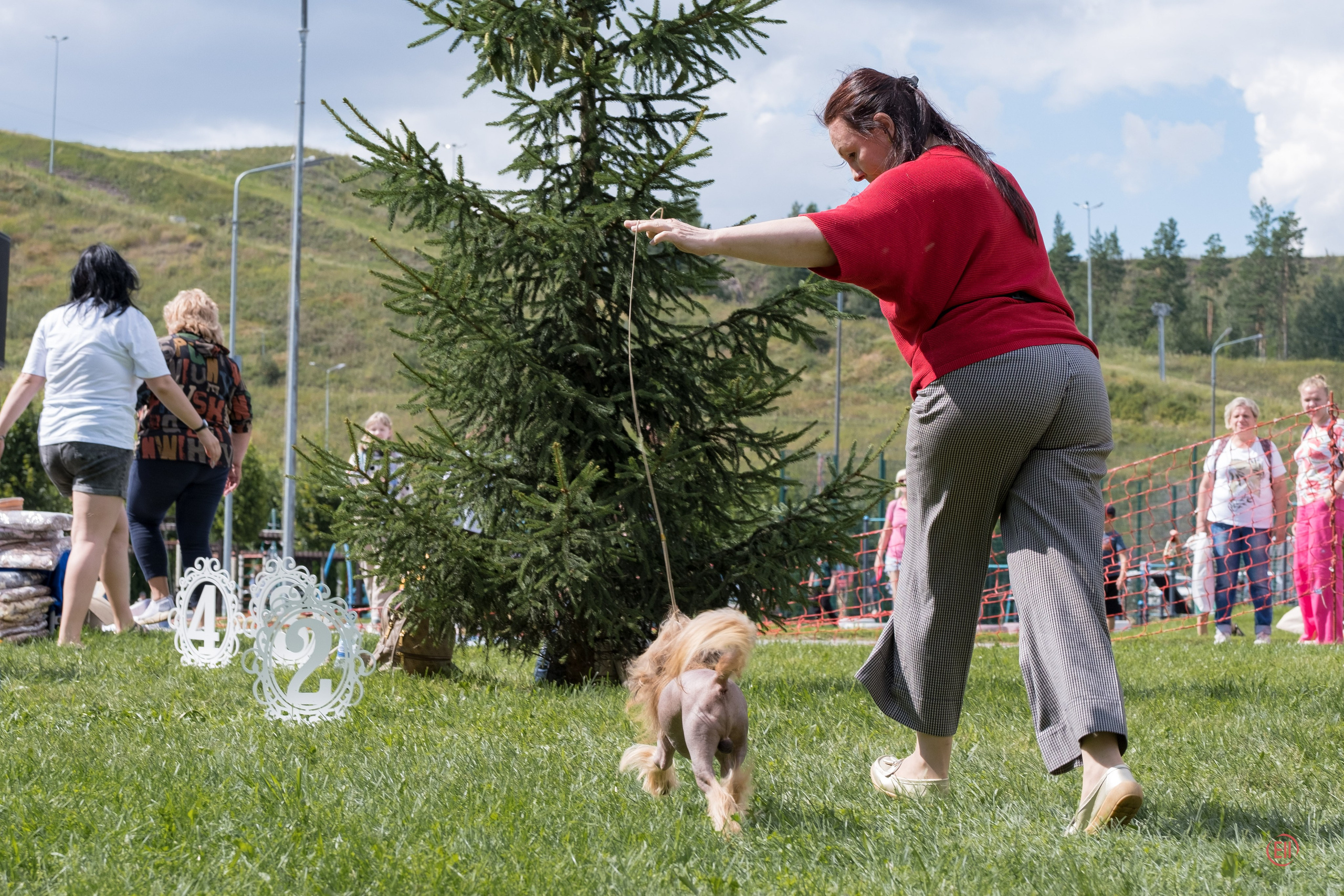 Липецк. Выставка собак. Питомник китайских хохлатых собак Poale Ell: купить щенка