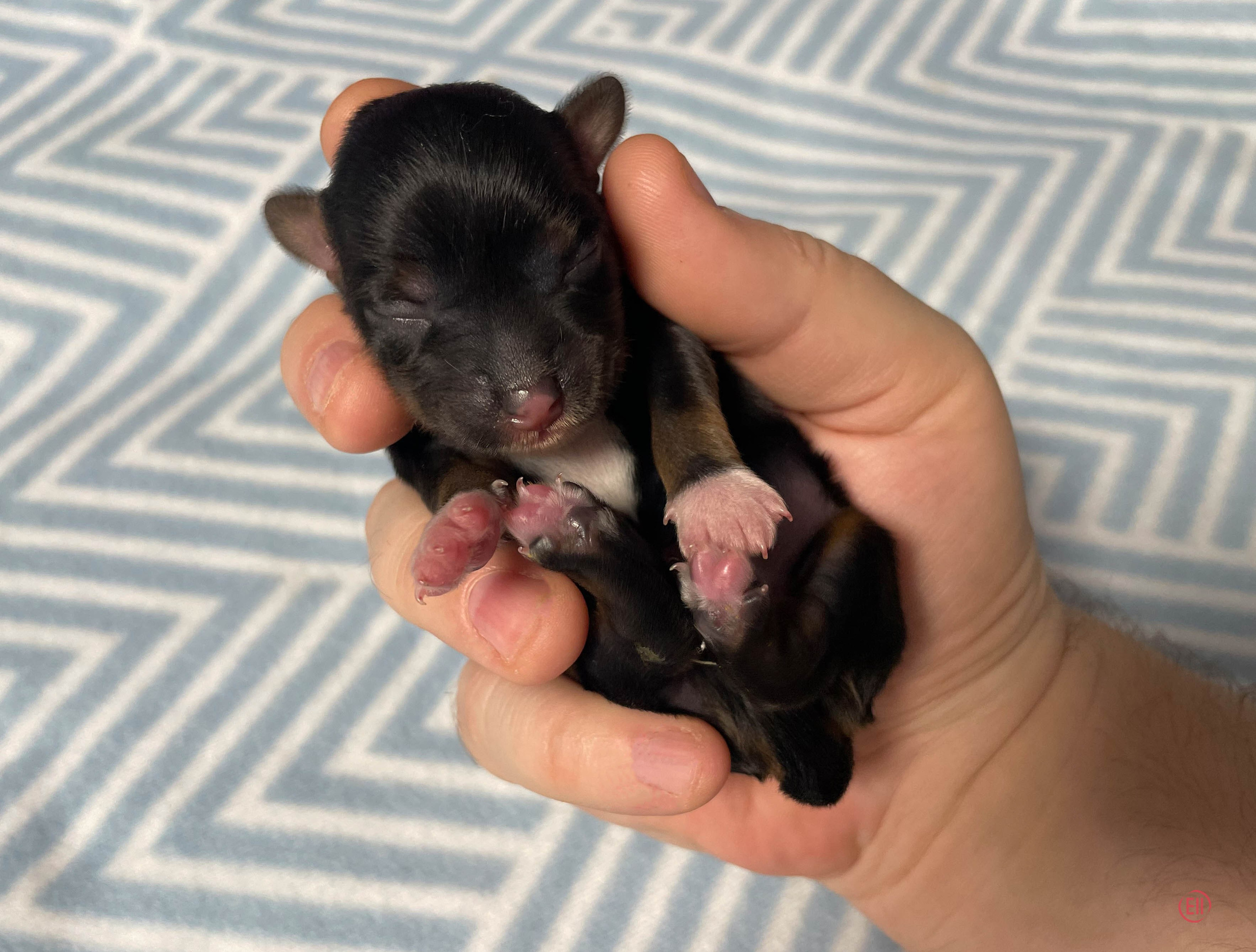 День рождения. Пуховая девочка.