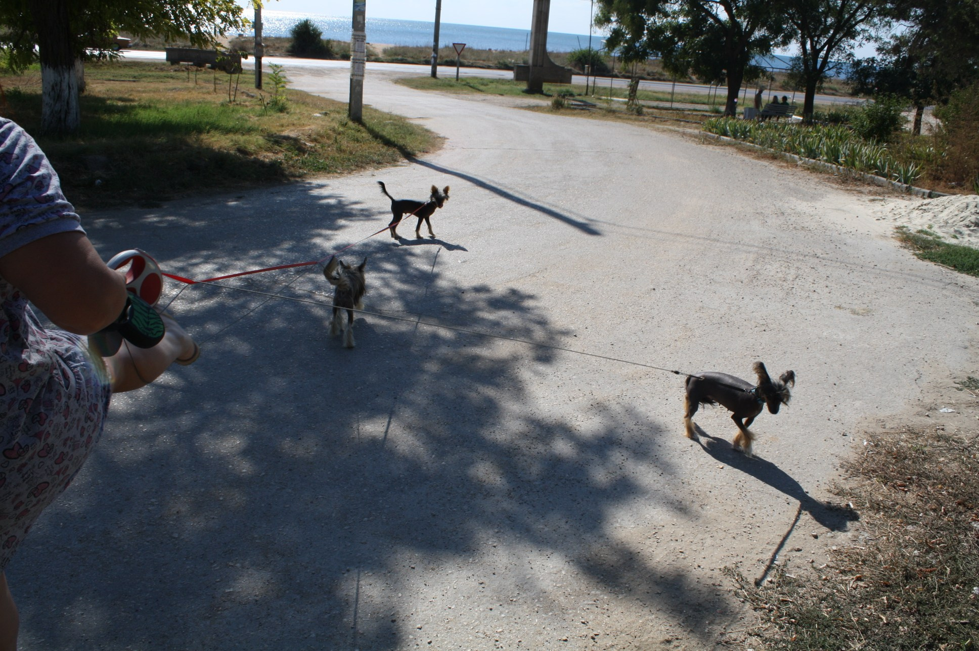Dolzhanskaya Spit. Chinese Crested Dog Kennel Poale Ell
