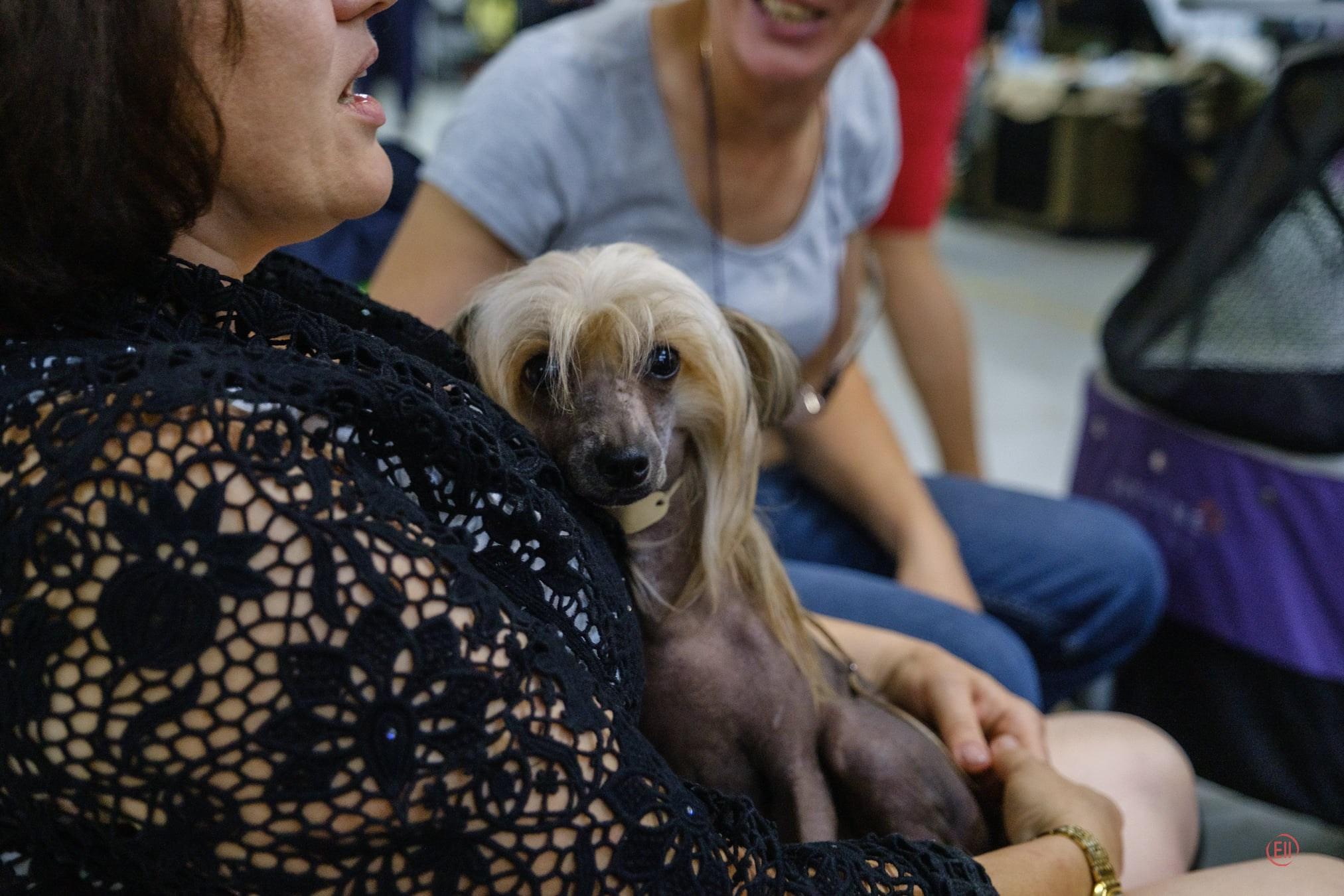 18.07.2020, г.Москва, МКОО "Ника", моно КХС, судья Светлана Решетникова, Купер - отлично 2, ЮСС. МКОО "Орфей", моно КХС, судья Олкова Ю., Купер - отлично 2, ЮСС., МКОО "Эвридика", сертификатная выставка,, судья Соколова Л.В., Купер - CW, ЮСАС, ЮЧРКФ, ЛЮ, ЛПП. Хендлер Татьяна Чистонова.