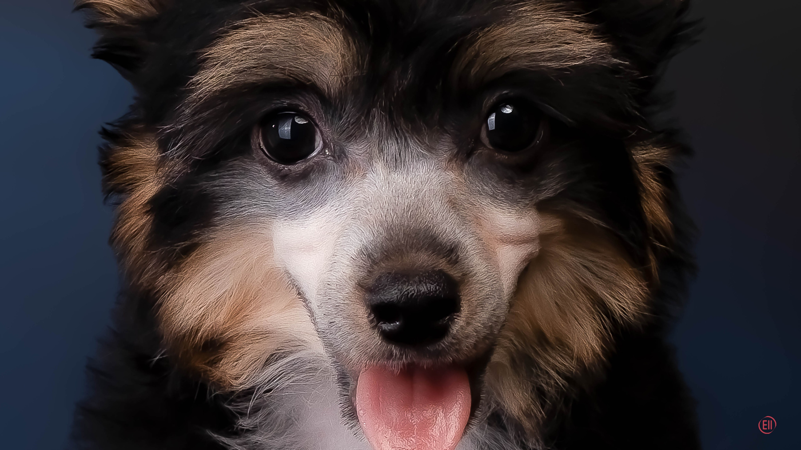 Poale Ell Grace. Chinese Crested Dog Kennel Poale Ell