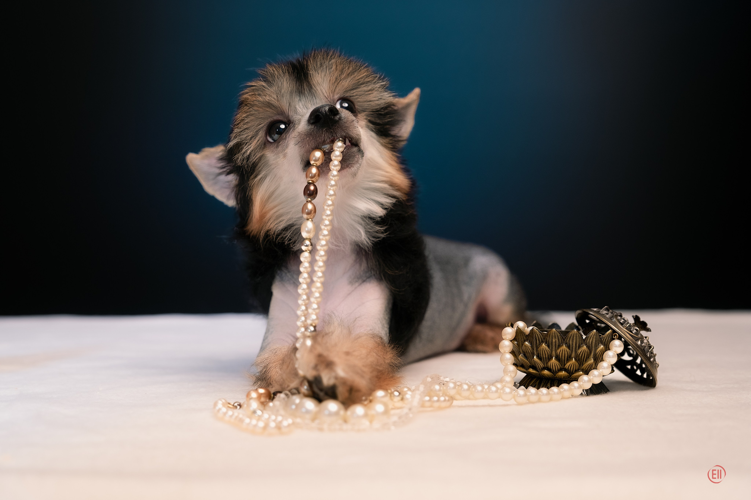First photo session of the litter “F” of the Laisan Island kennel. Chinese Crested Dog Kennel Poale Ell