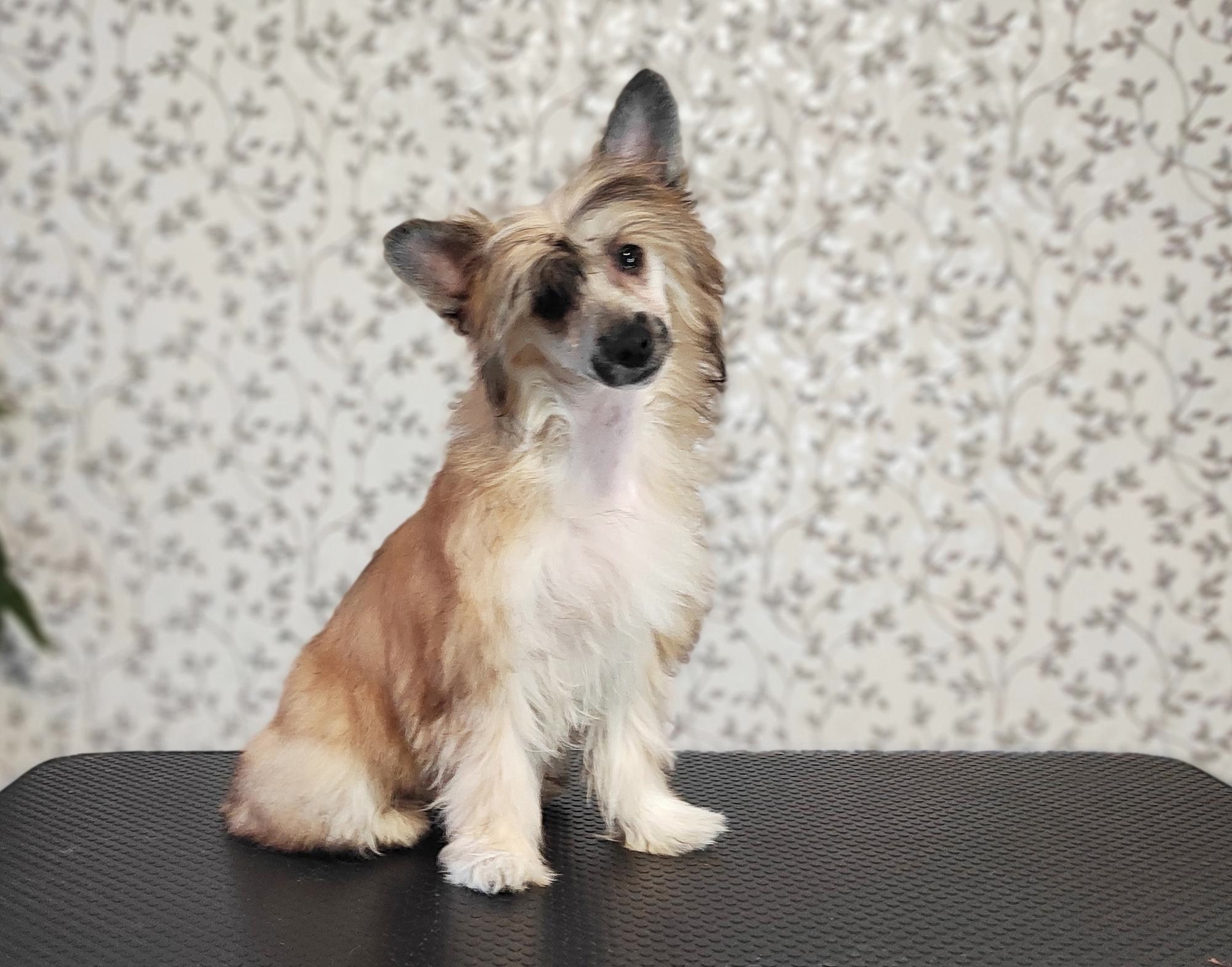 Poale Ell Chester Becomes a Dad for the First Time. Chinese Crested Dog Kennel Poale Ell