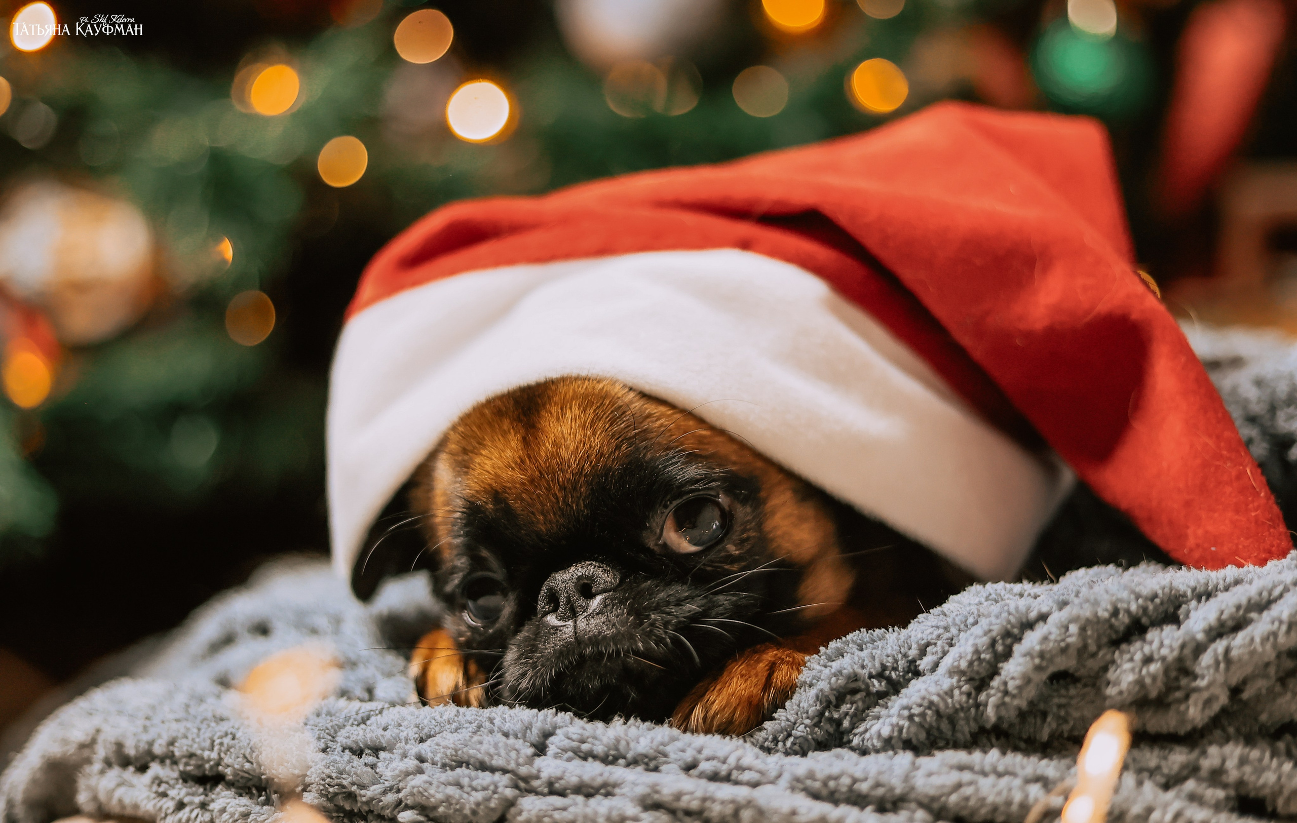 Малый брабансон, фотография брабансон, красивая собака, фотограф анималист, фотокурс Анималистика, научиться фотографировать собак, фотограф Новосибирск