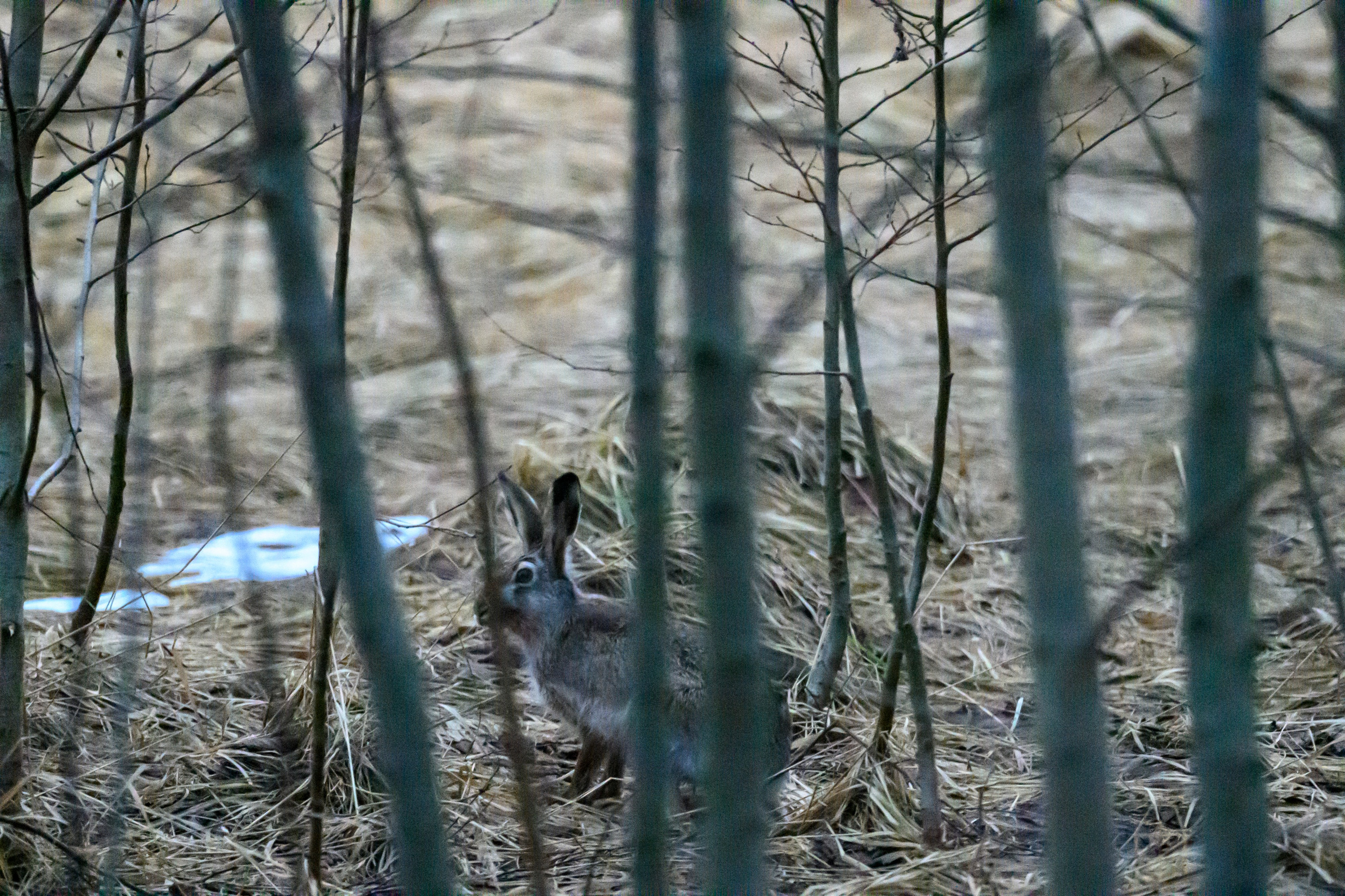 Лось и одинокий журавль. Wildlife photography by Sergey Puponin