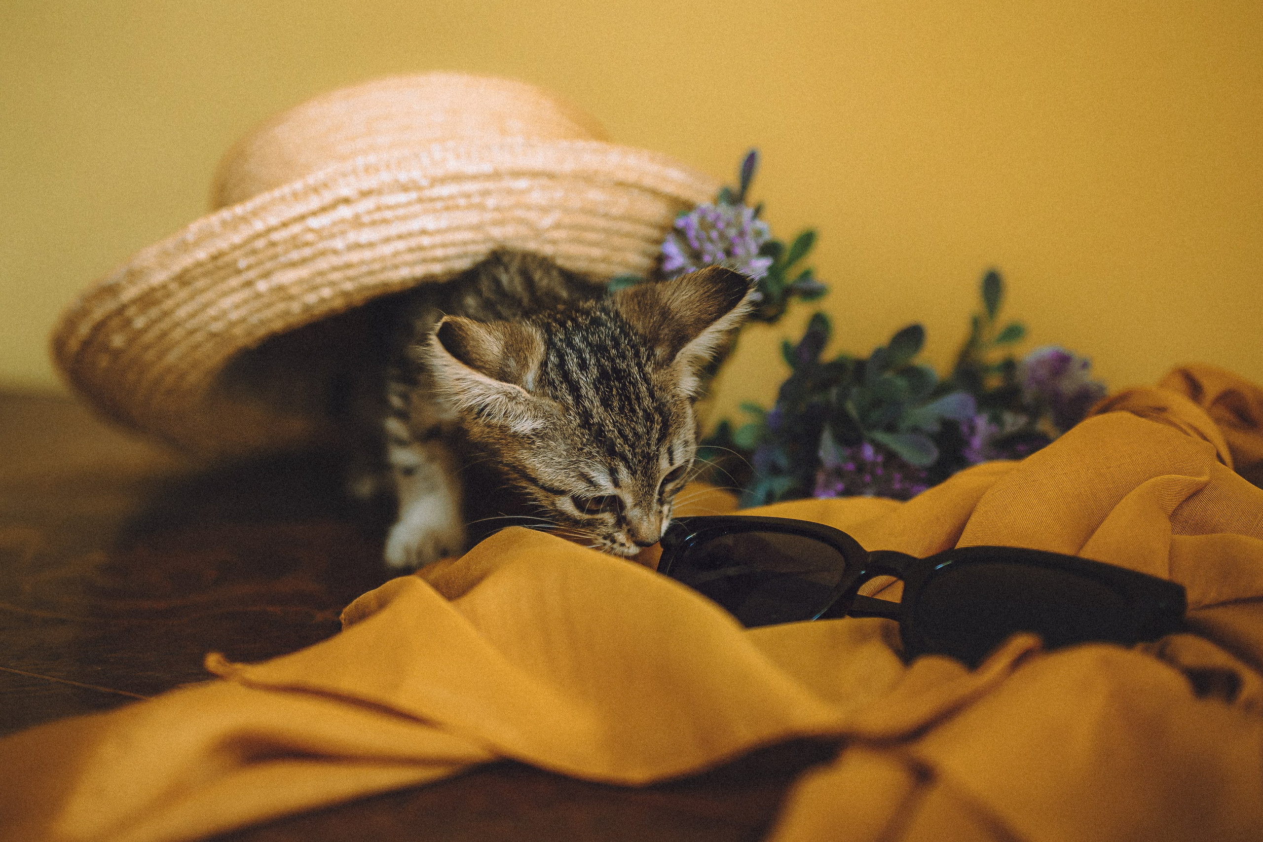 Более 30 идей для фотосессии с котенком