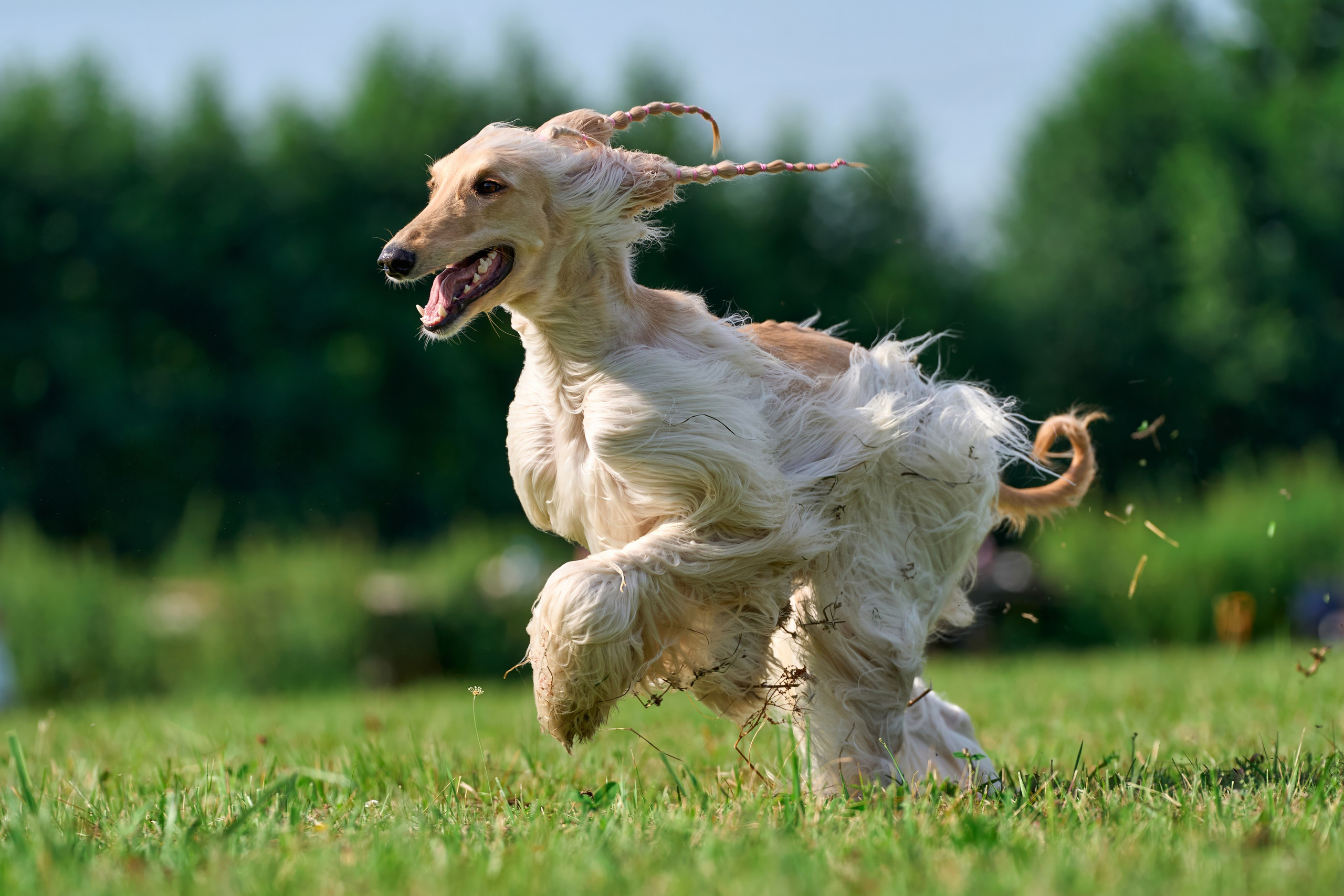 Тренировка в Донино. Фотограф-анималист Михаил Манухин