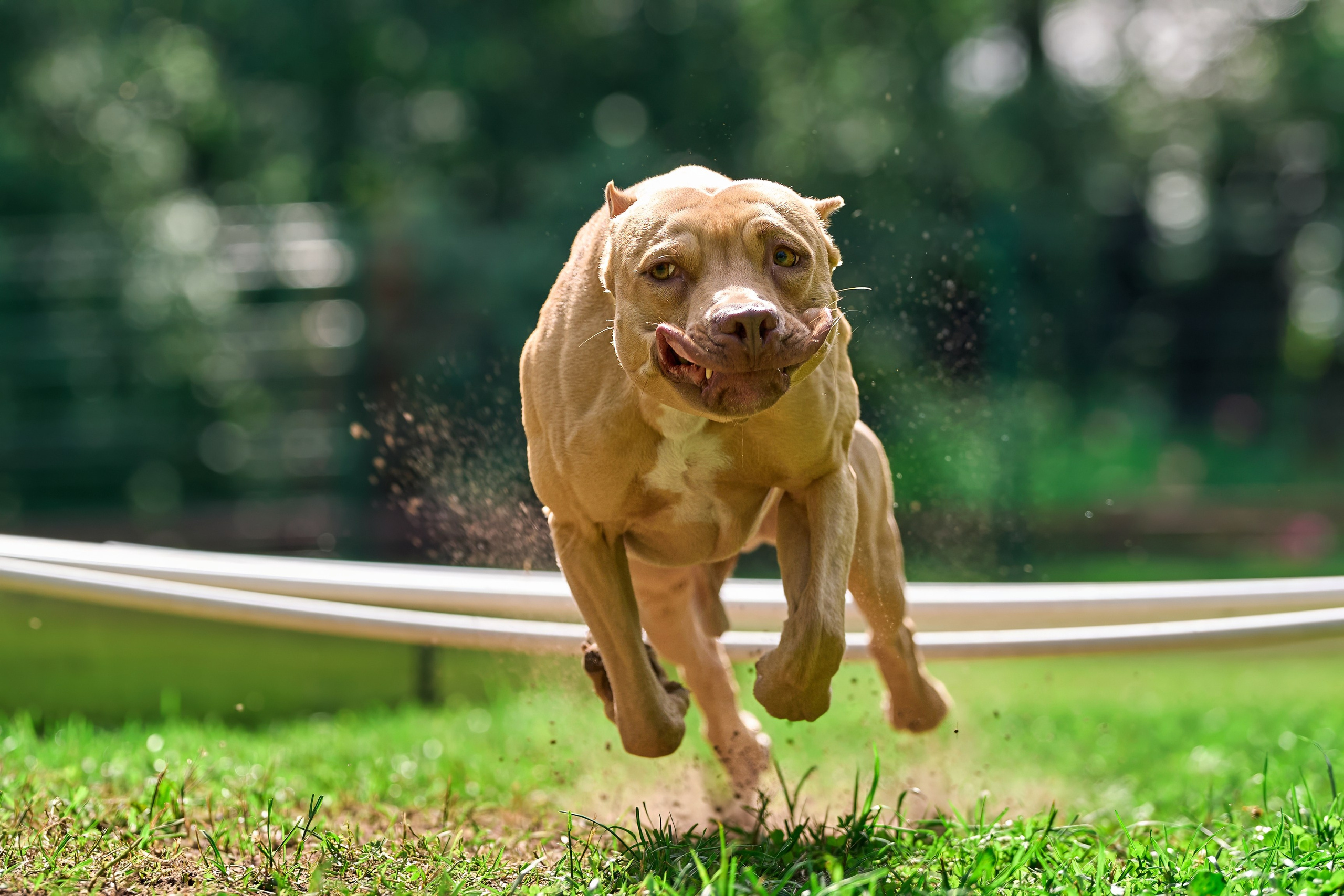 Двухдневные соревнования «Jump'n'Gym Fest — 2024». Фотограф-анималист Михаил Манухин