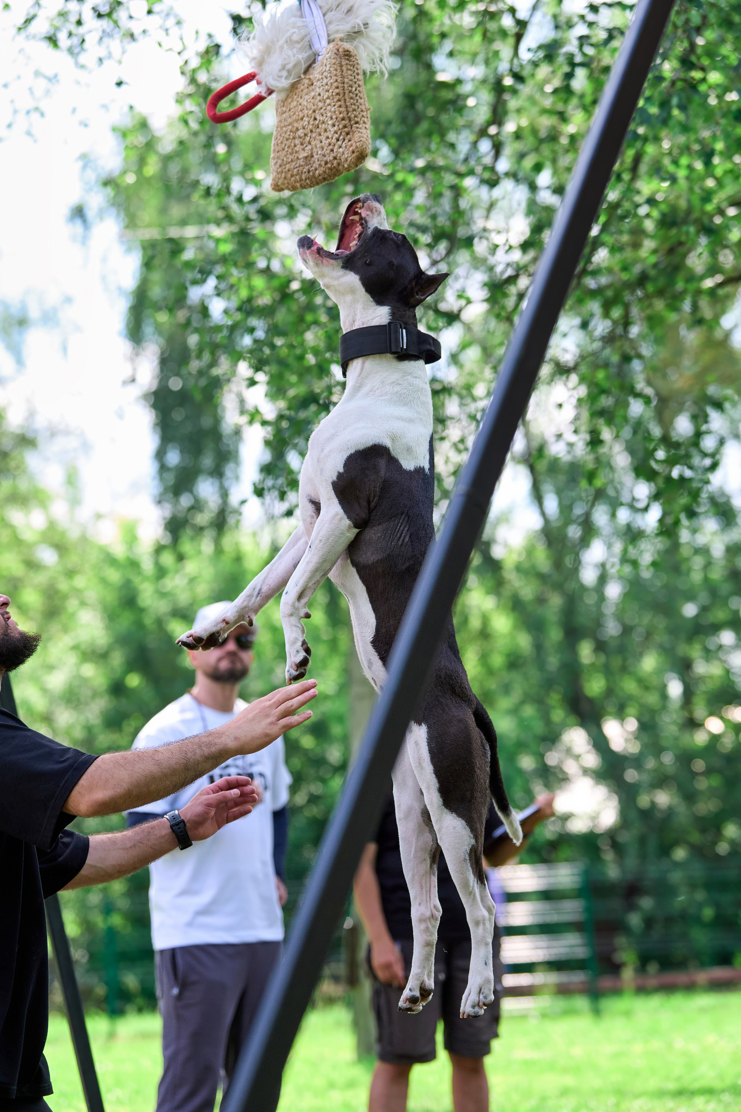 Двухдневные соревнования «Jump'n'Gym Fest — 2024». Фотограф-анималист Михаил Манухин
