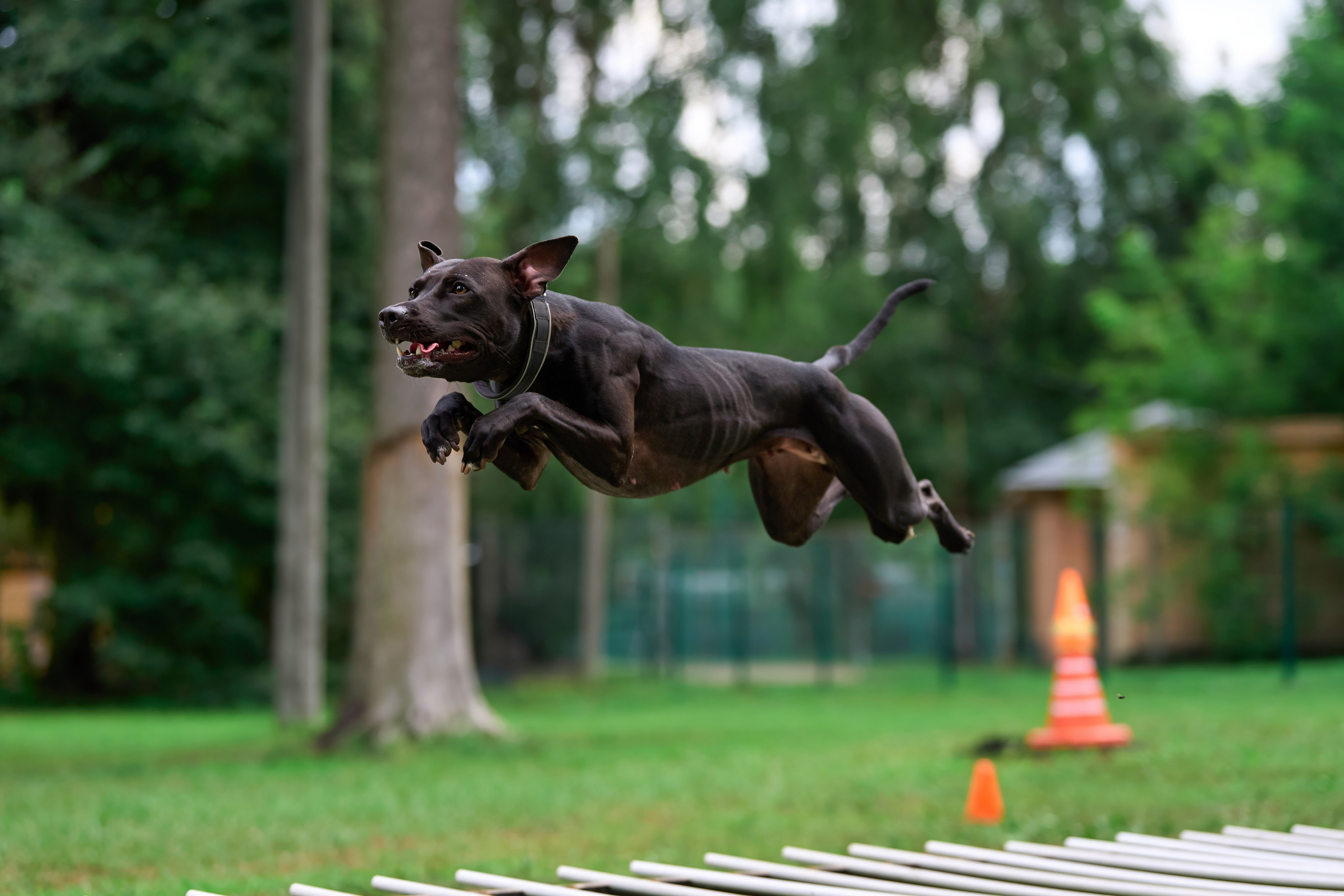 Jump'n'Gym JUMP! — 2024. Фотограф-анималист Михаил Манухин