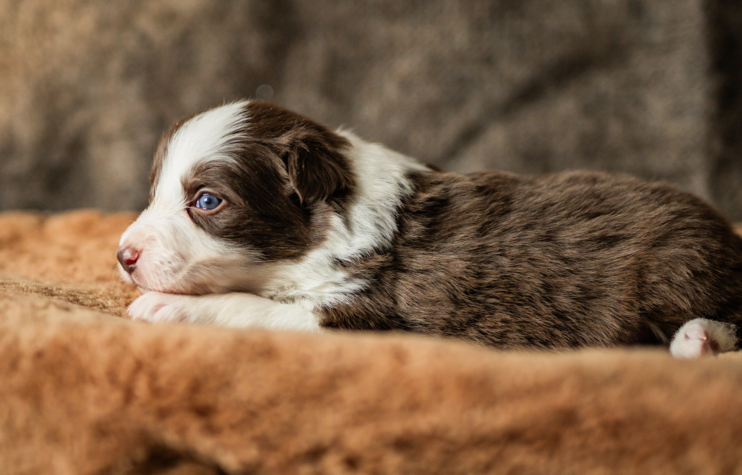 Фритсвит. Семейный фотограф Ефремова Виктория