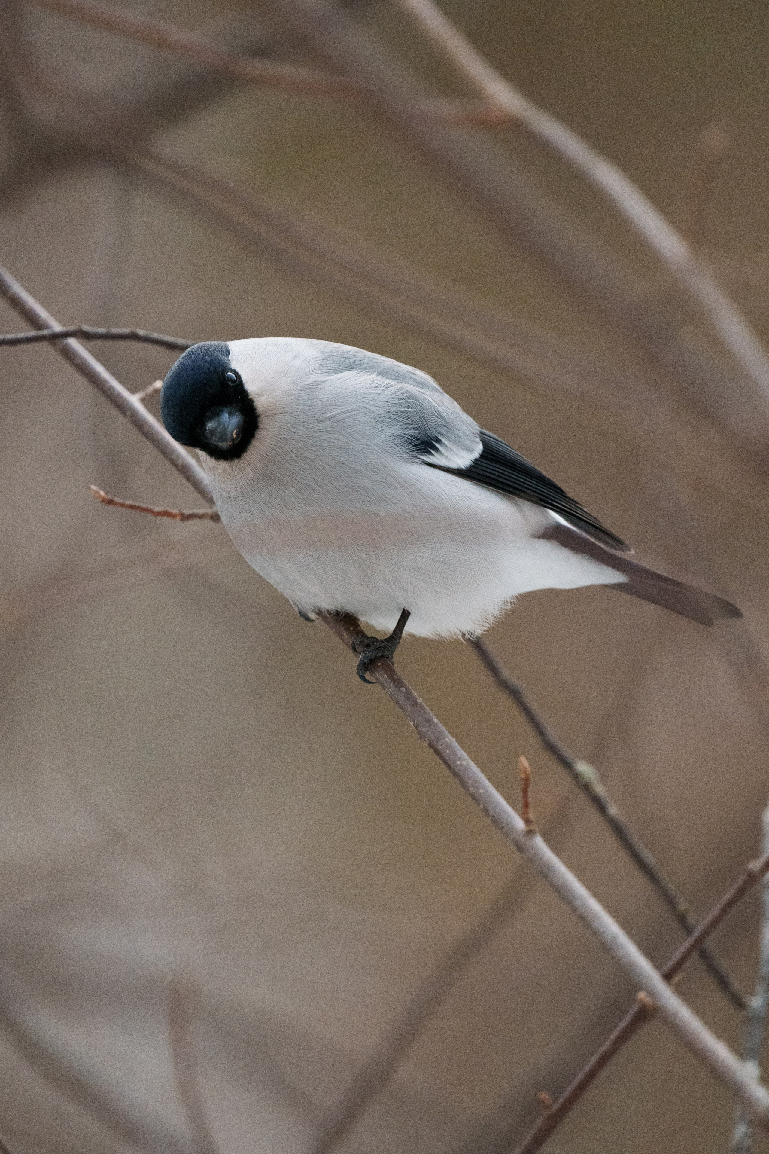 Снегирь. Донеал Скнарь — концертный фотограф
