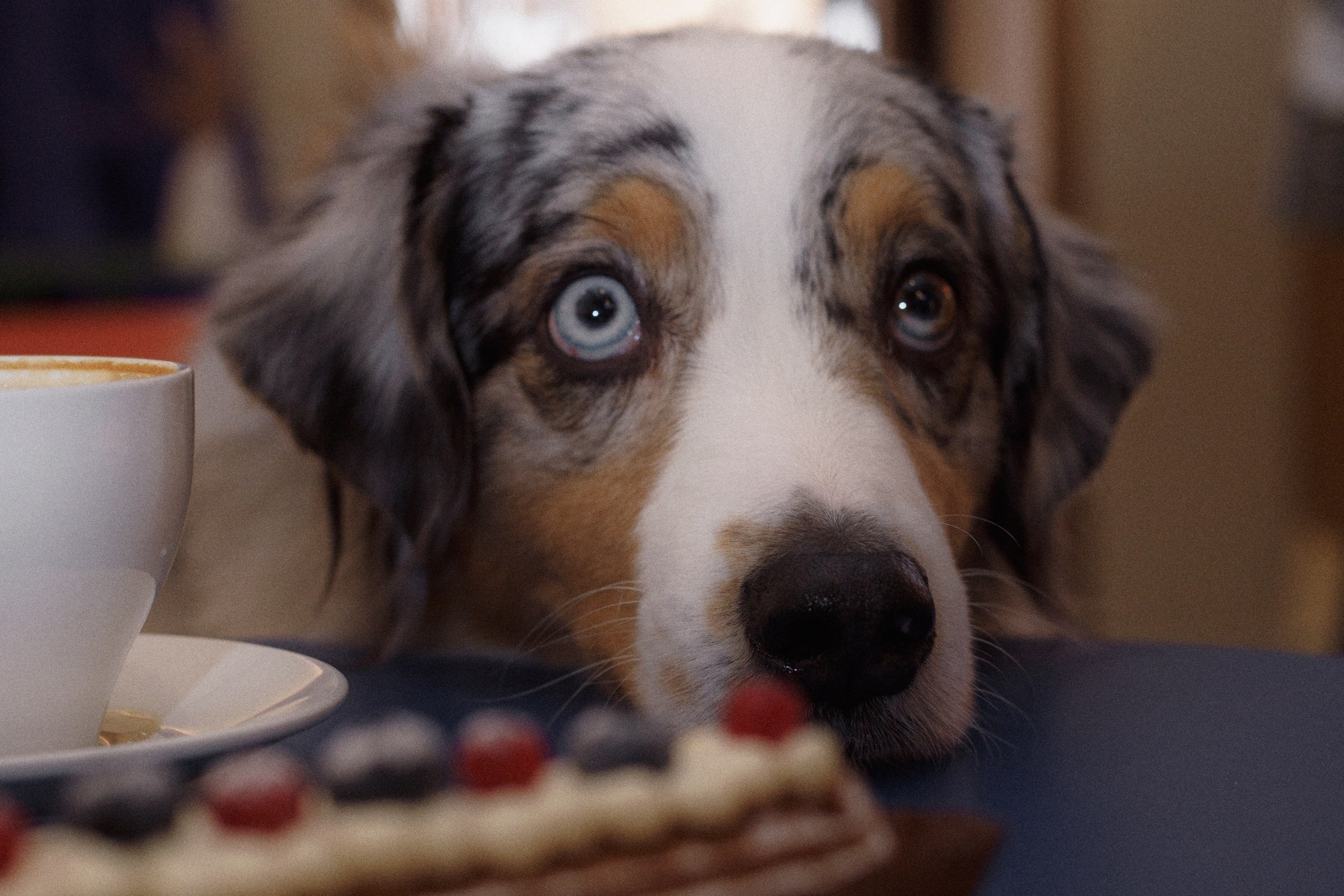 Однажды в кондитерской. Фотограф-анималист в Калуге Мария Шерскова