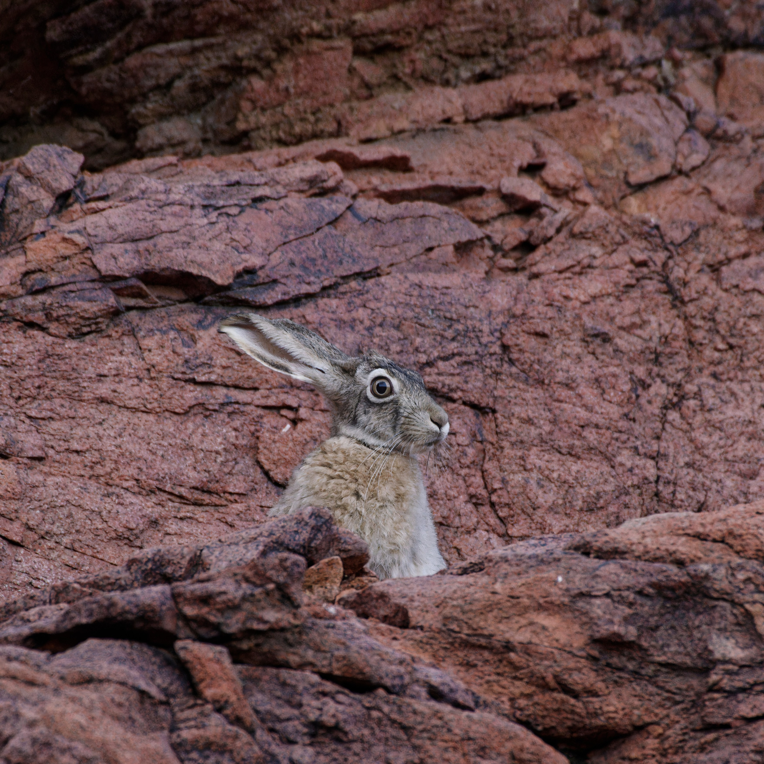 Экспедиция в Монголию (котловина больших озер). Семоха Валерий. Фотограф