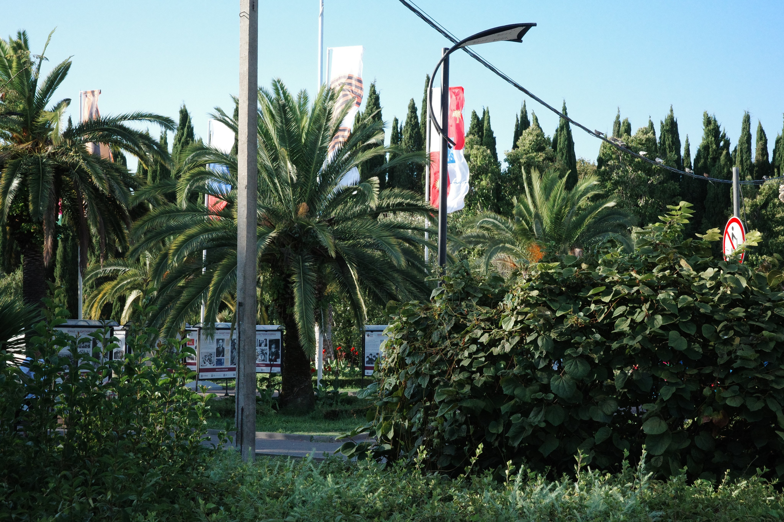 Пальмы пальмы пальмы